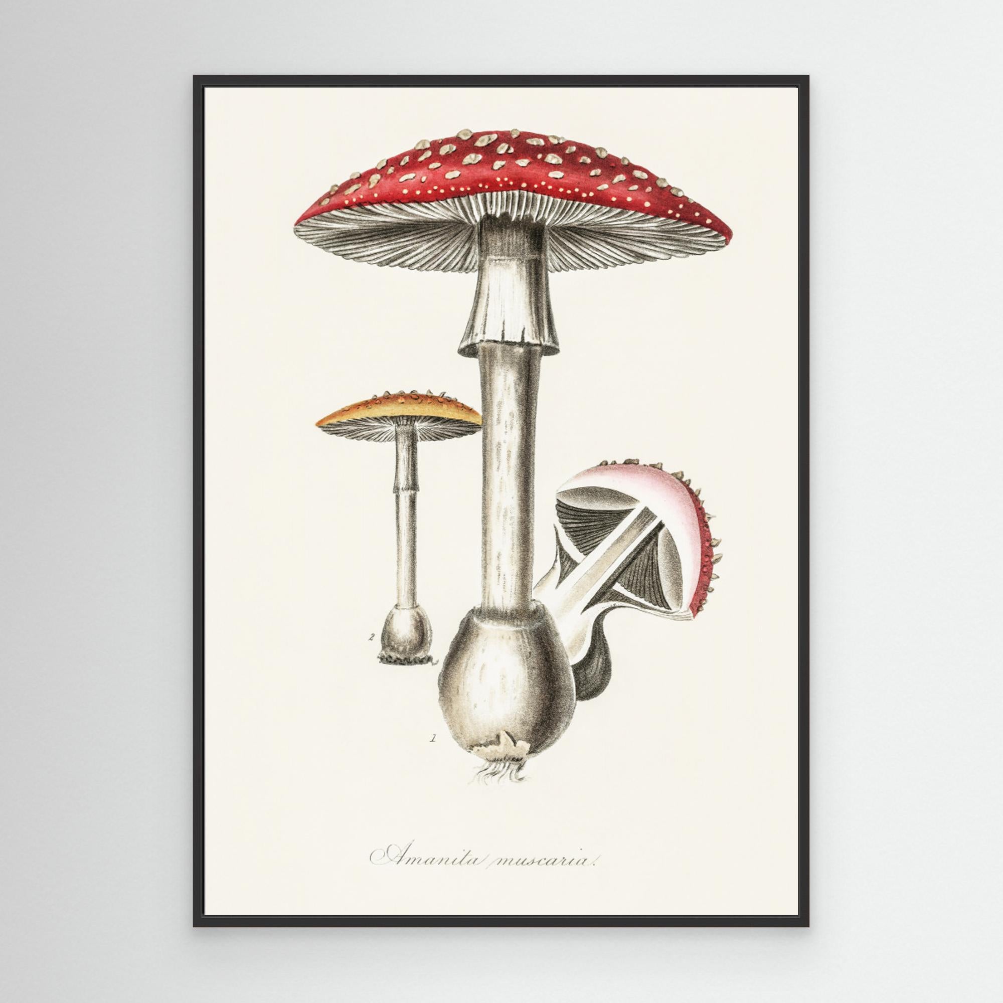 Amanita Muscaria Illustration. Medical Botany 1836 Canvas