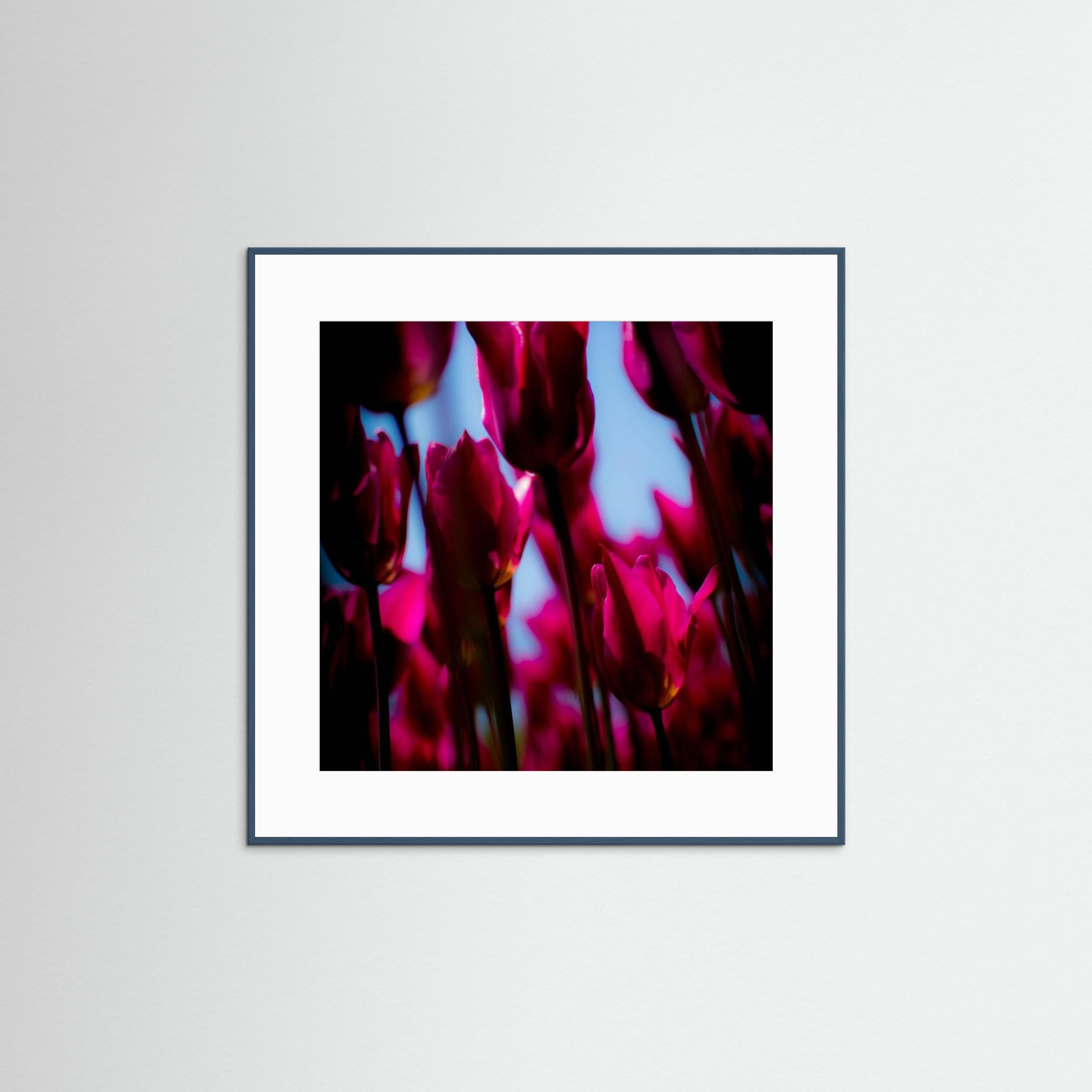 Purple Tulips by Pelin Atilla