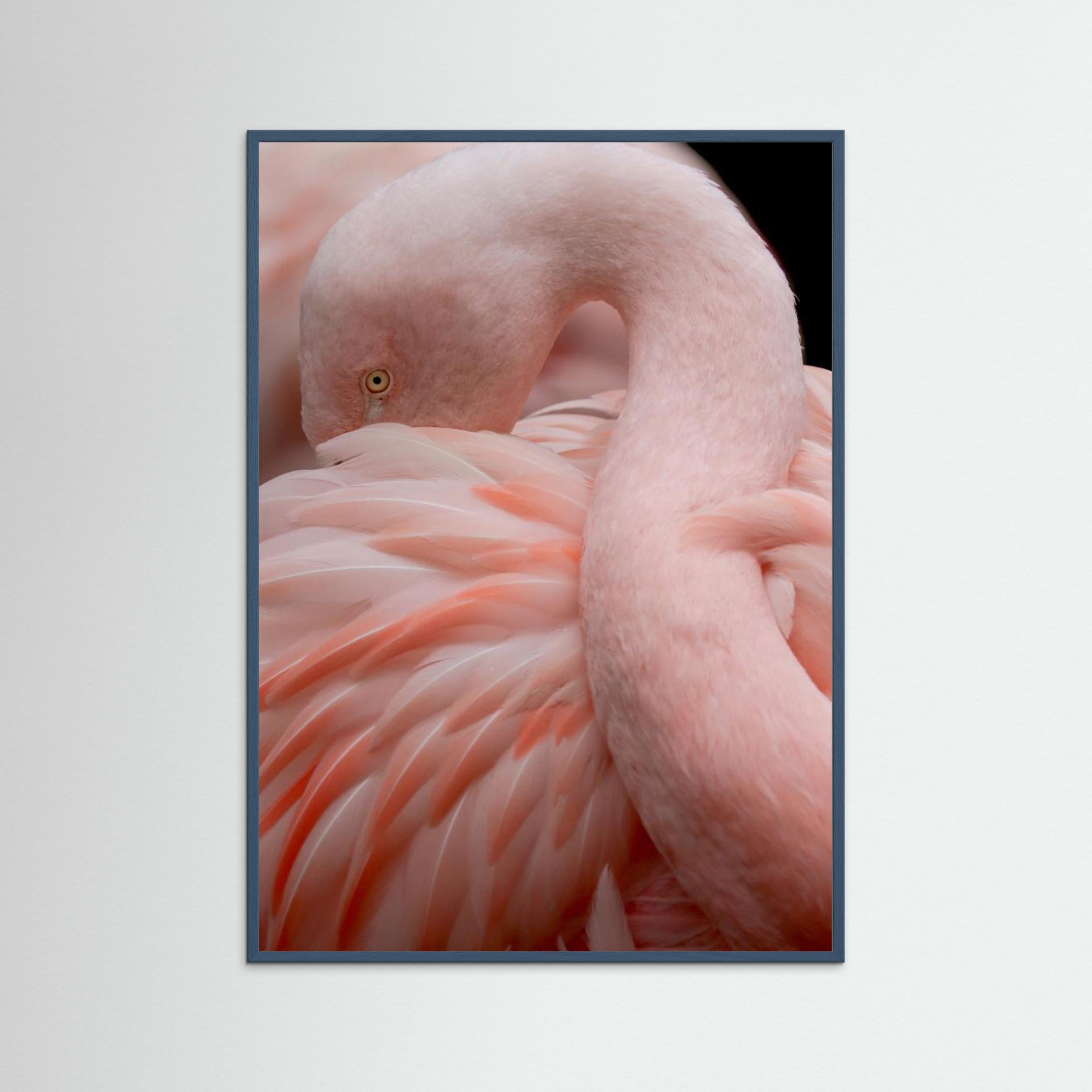 Portrait of a Pink Flamingo by Robin Wechsler Fine Art Paper