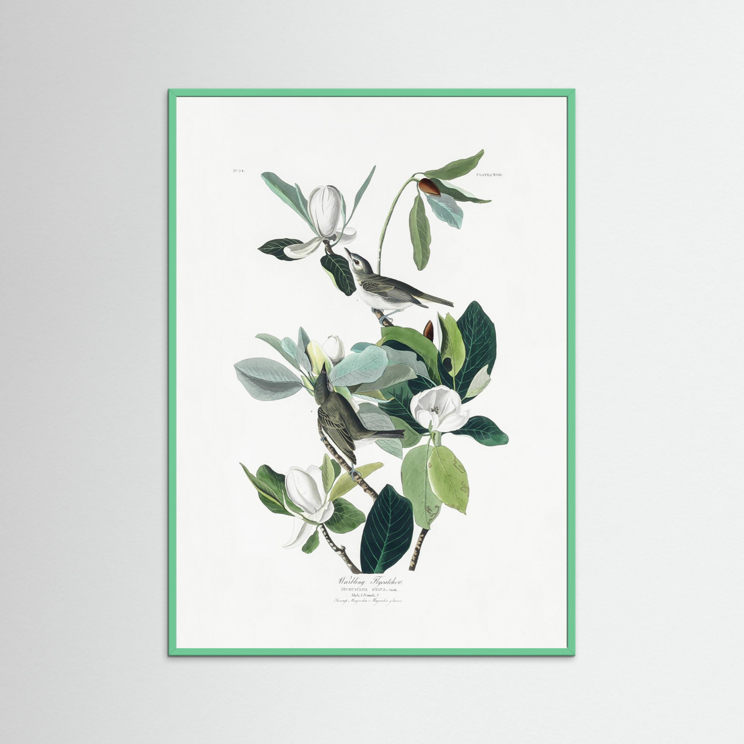 Warbling Flycatcher From Birds of America (1827) by Pictufy