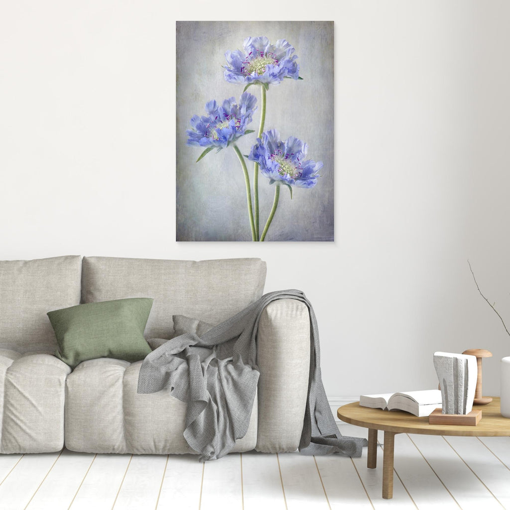 Scabiosa by Mandy Disher