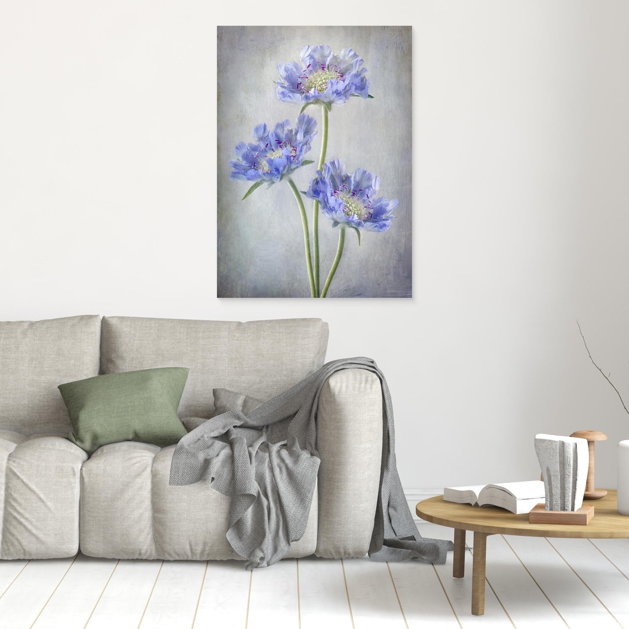 Scabiosa by Mandy Disher