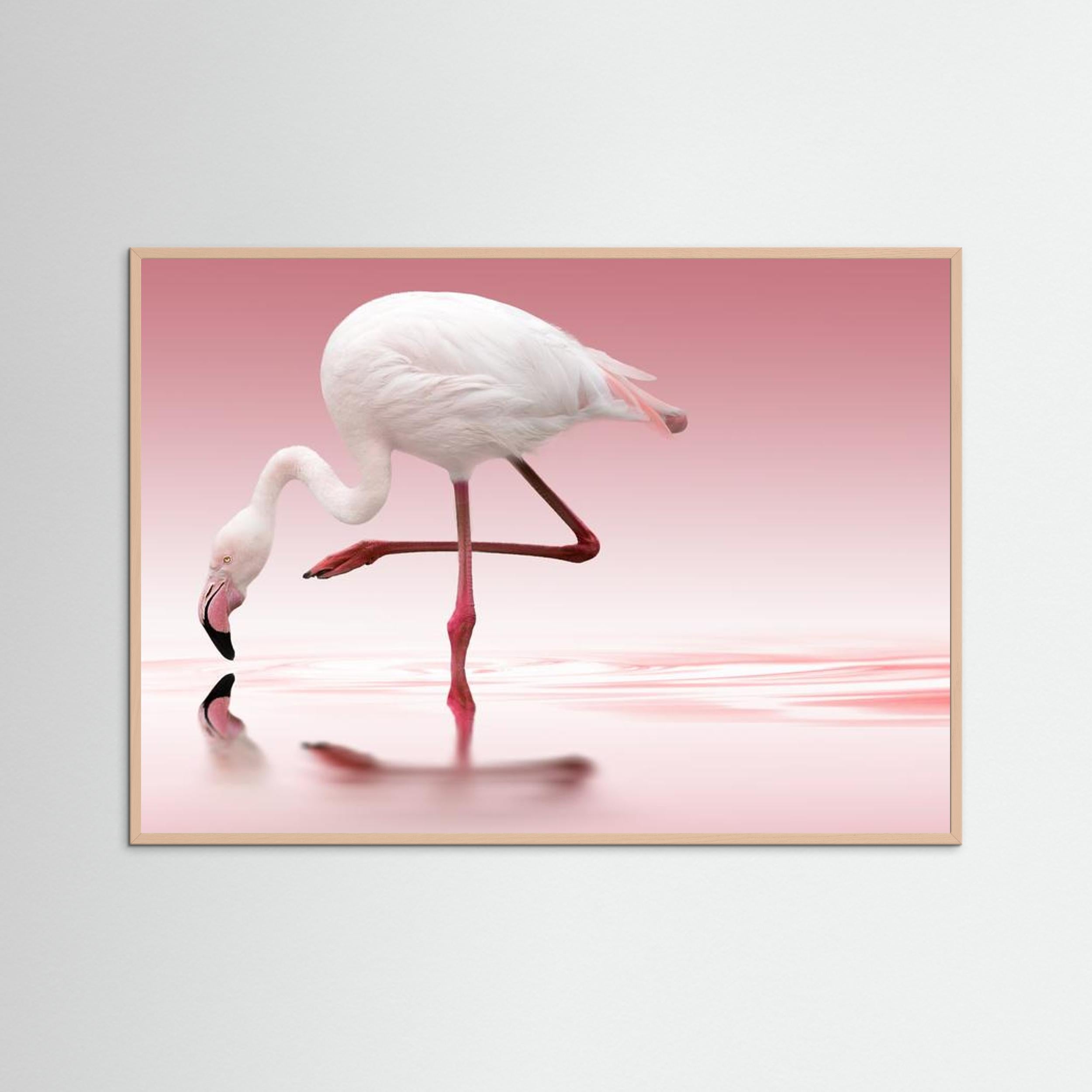 Flamingo by Doris Reindl Fine Art Paper 