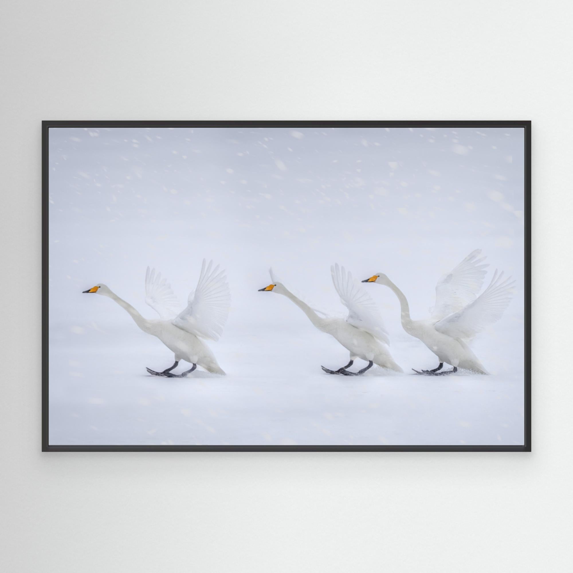 Happy in the white world by Qing Zhao Canvas