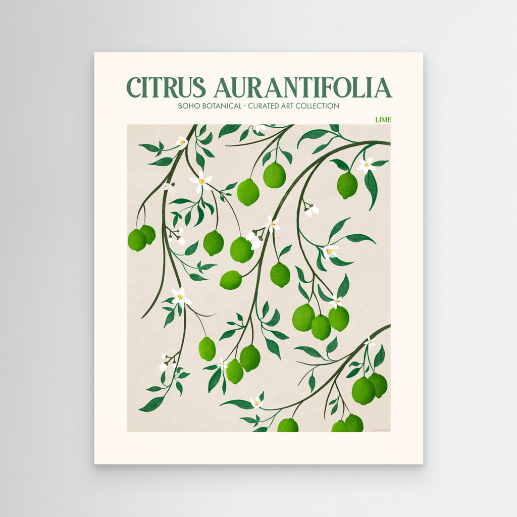 Citrus Aurantifolia - Lime by Emel Tunaboylucan Canvas