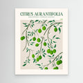Citrus Aurantifolia - Lime by Emel Tunaboylucan Canvas