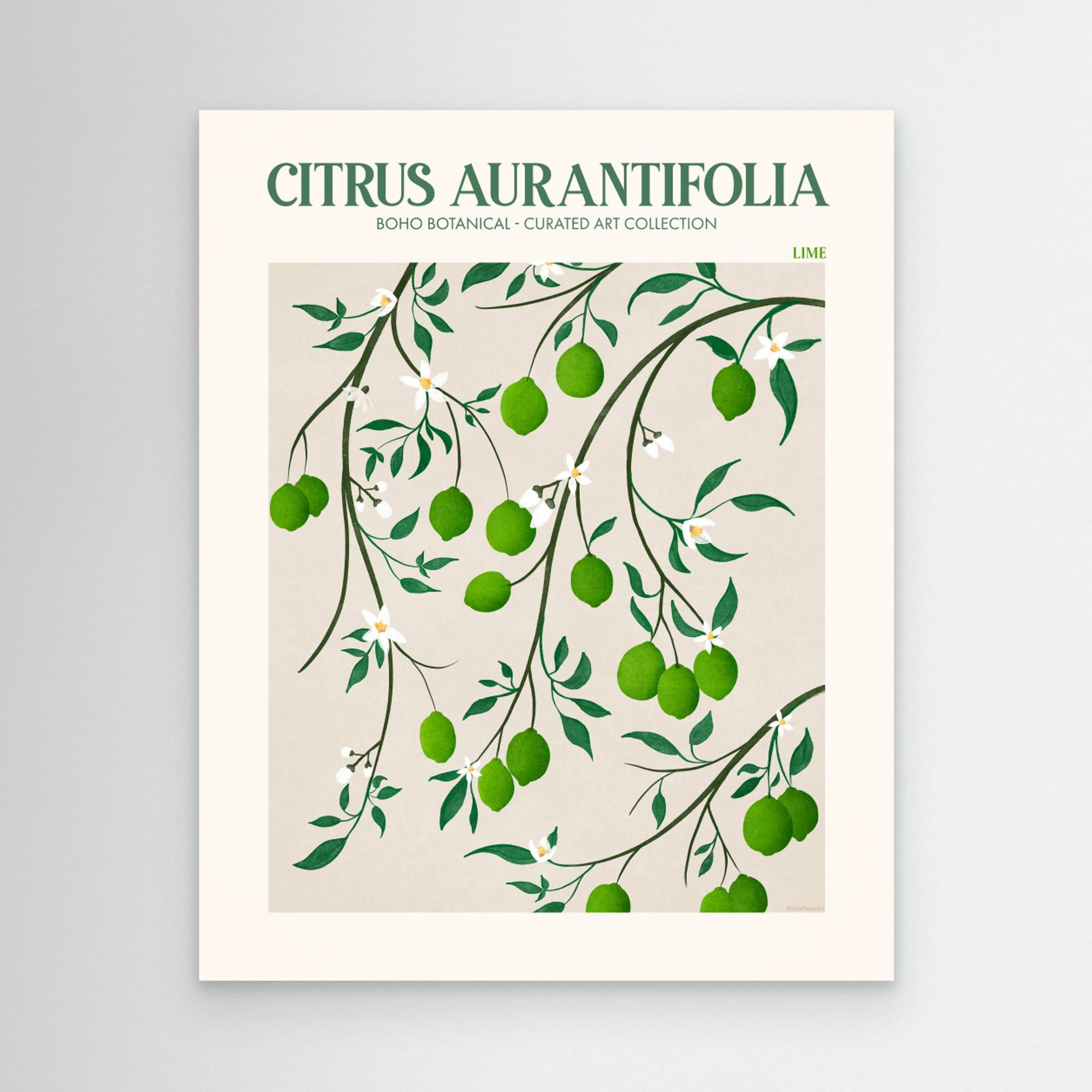 Citrus Aurantifolia - Lime by Emel Tunaboylucan Canvas