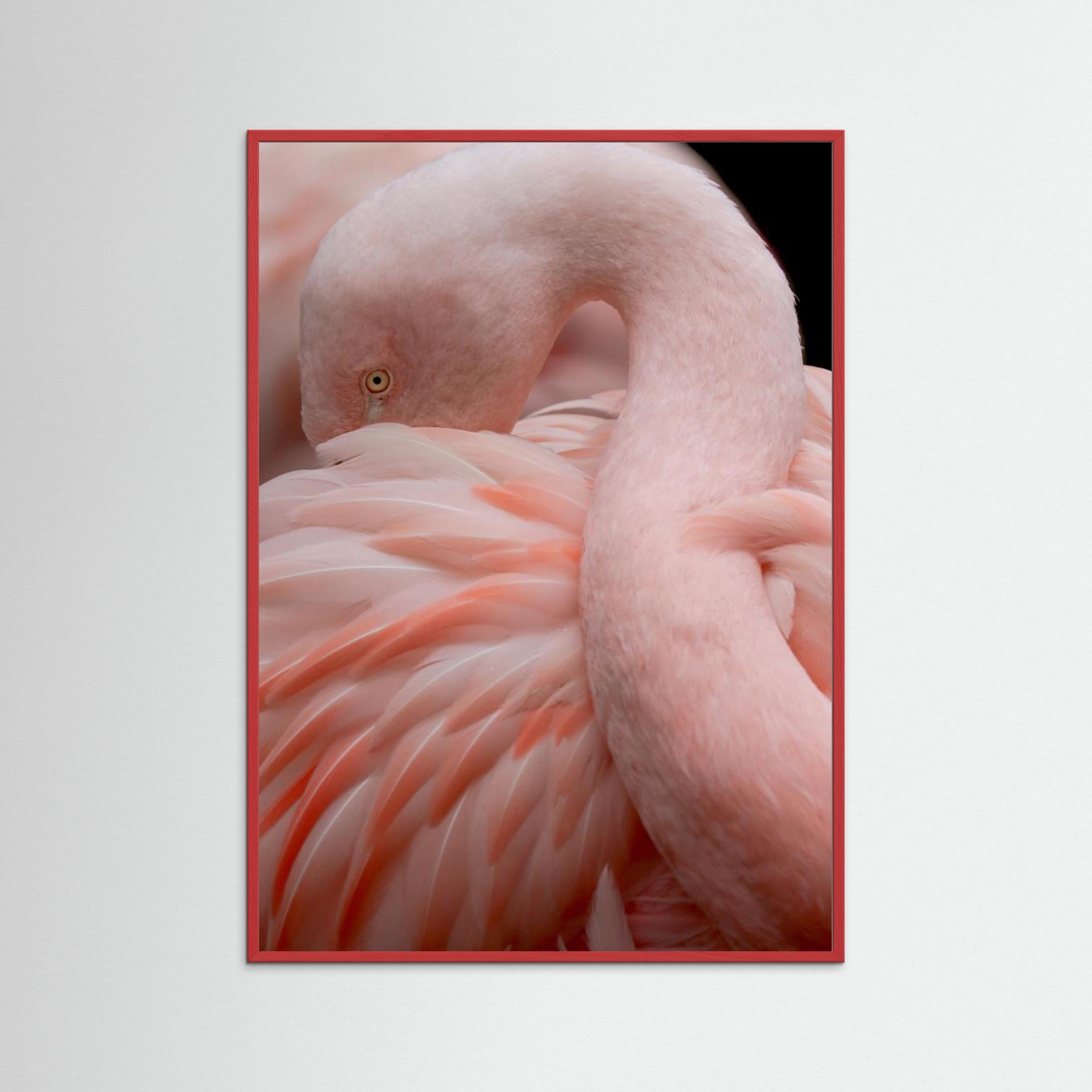 Portrait of a Pink Flamingo by Robin Wechsler Fine Art Paper