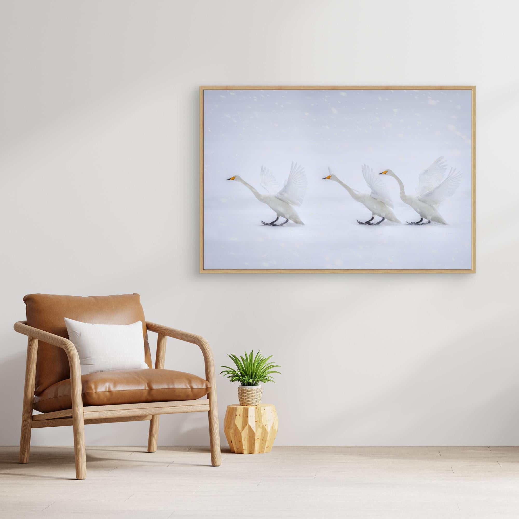 Happy in the white world by Qing Zhao Canvas