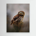 Morning with owl by Michaela Firešová Canvas