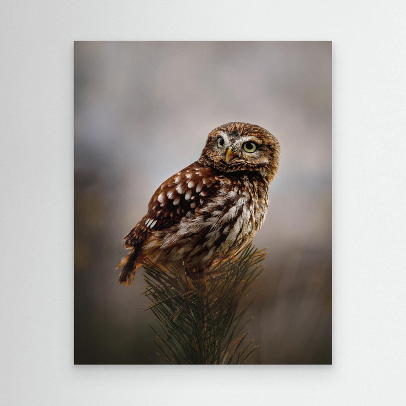 Morning with owl by Michaela Firešová Canvas