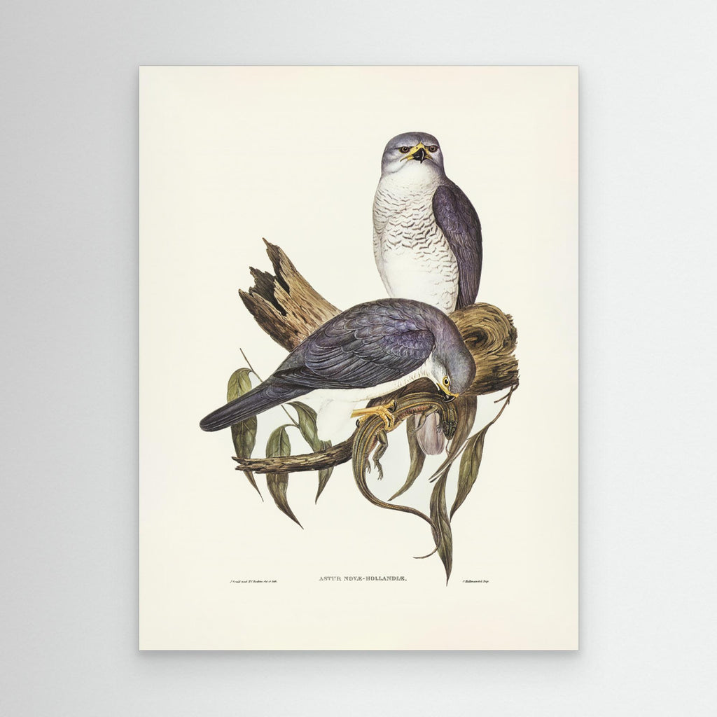 New Holland Goshawk Canvas