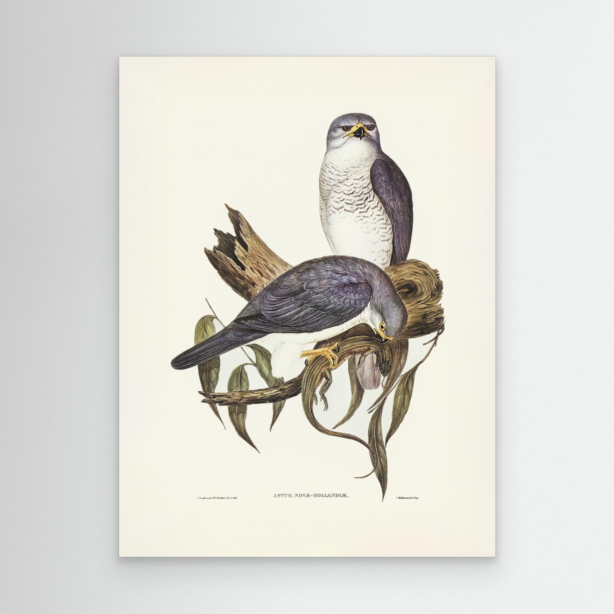 New Holland Goshawk Canvas