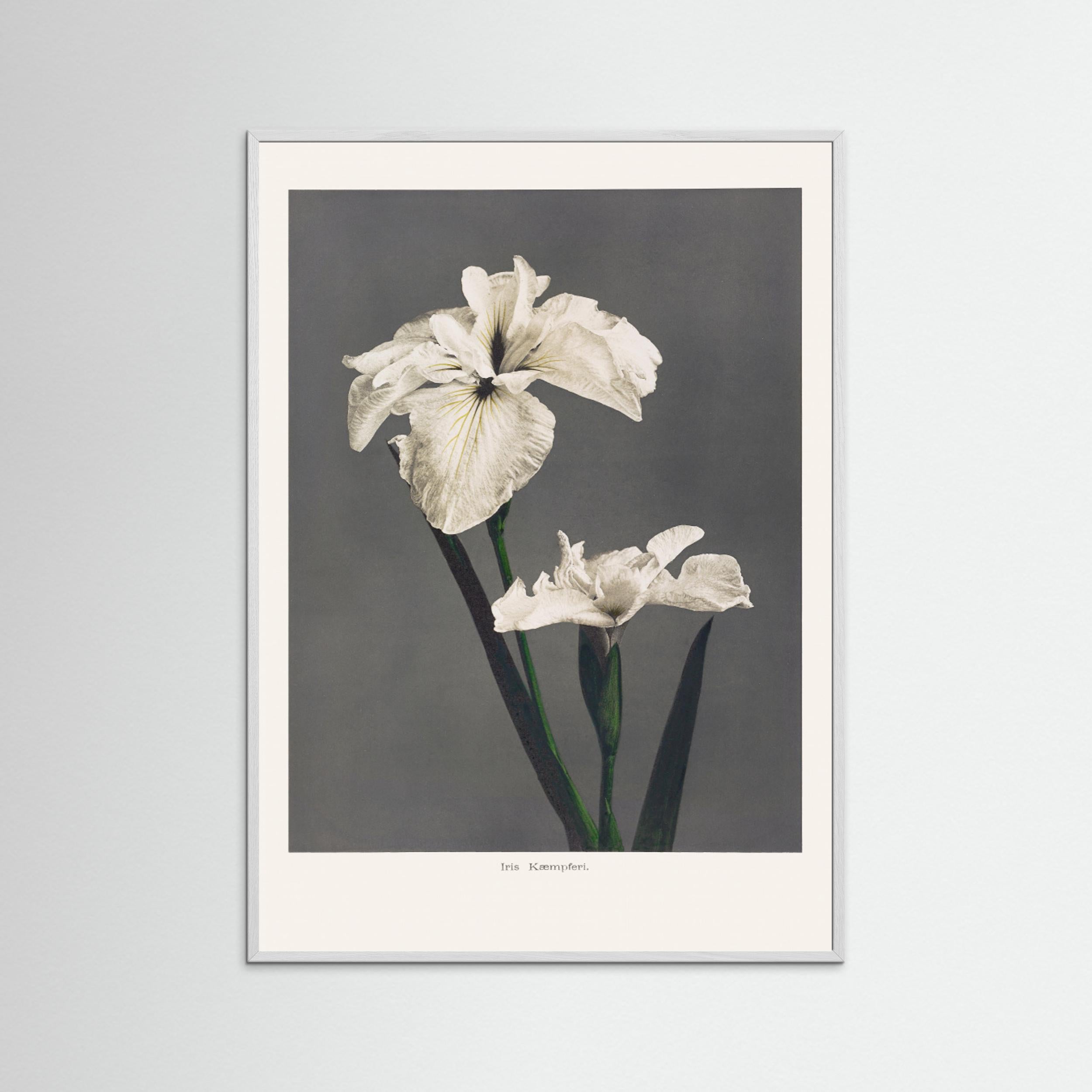 Iris Kæmpferi Fine Art Paper