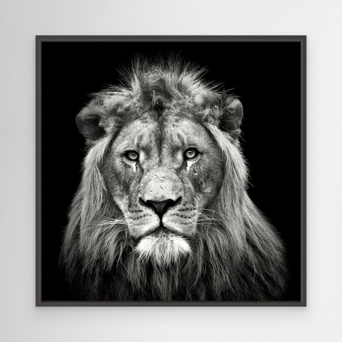 Young Male Lion by Christian Meermann Canvas
