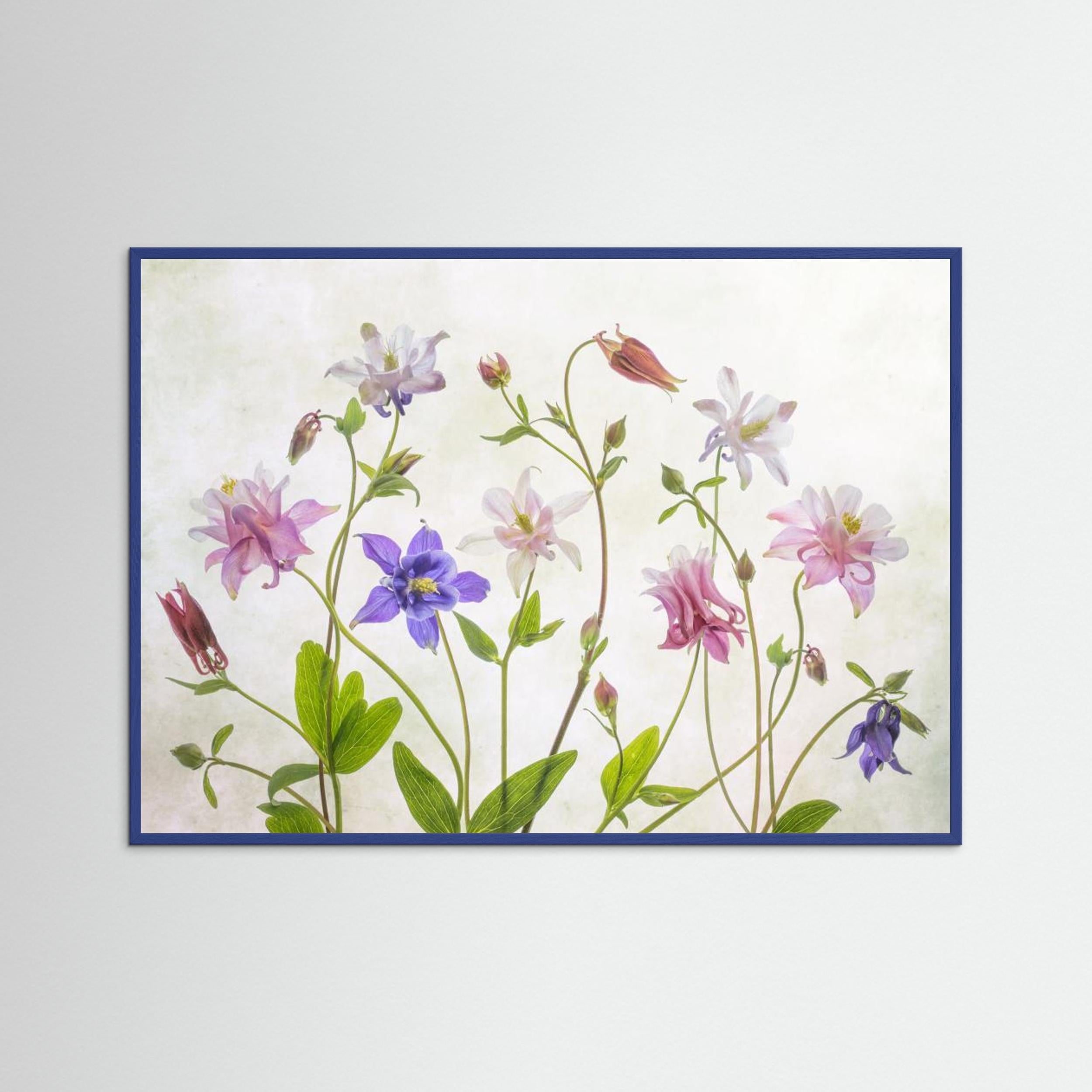 Columbine by Mandy Disher Fine Art Paper 