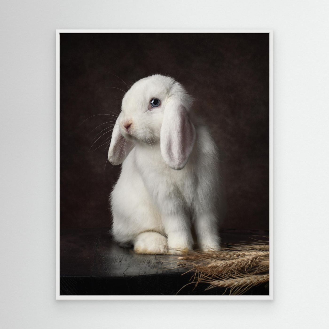 Timeless Portrait of Coco, the White Holland Lop Rabbit by Noa Nick Canvas