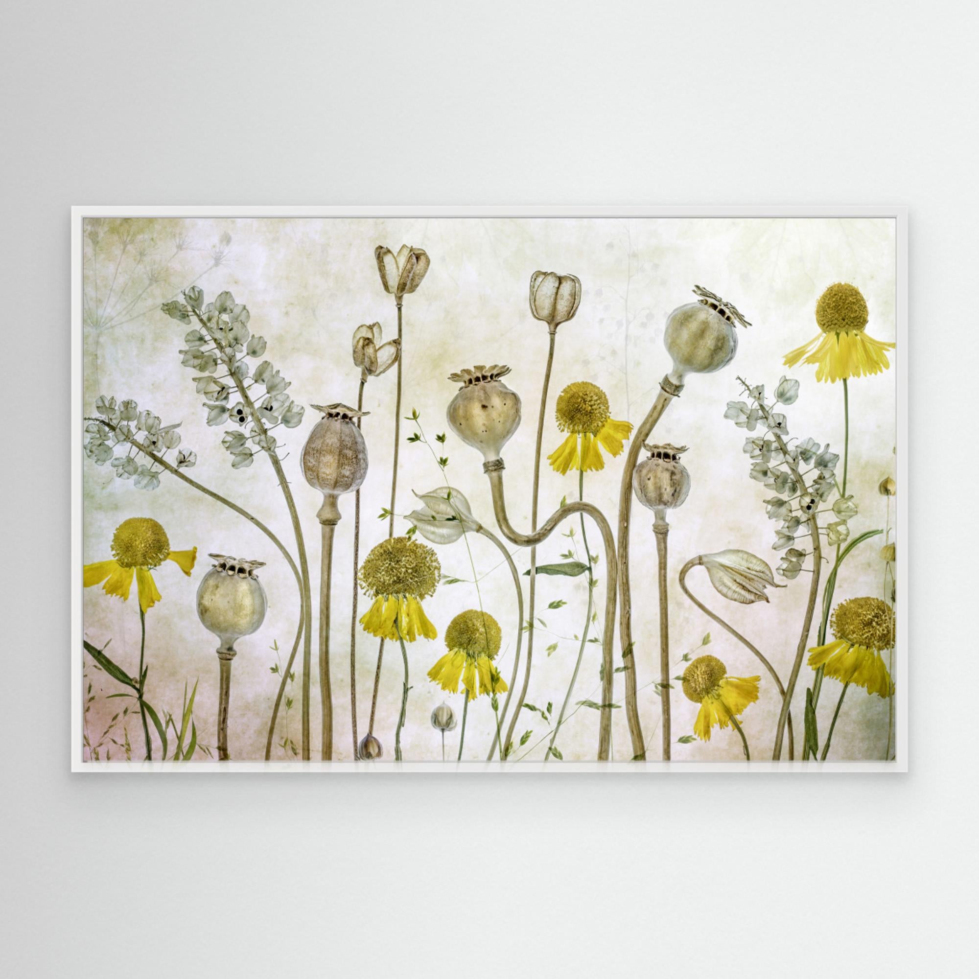 Poppies and Helenium by Mandy Disher