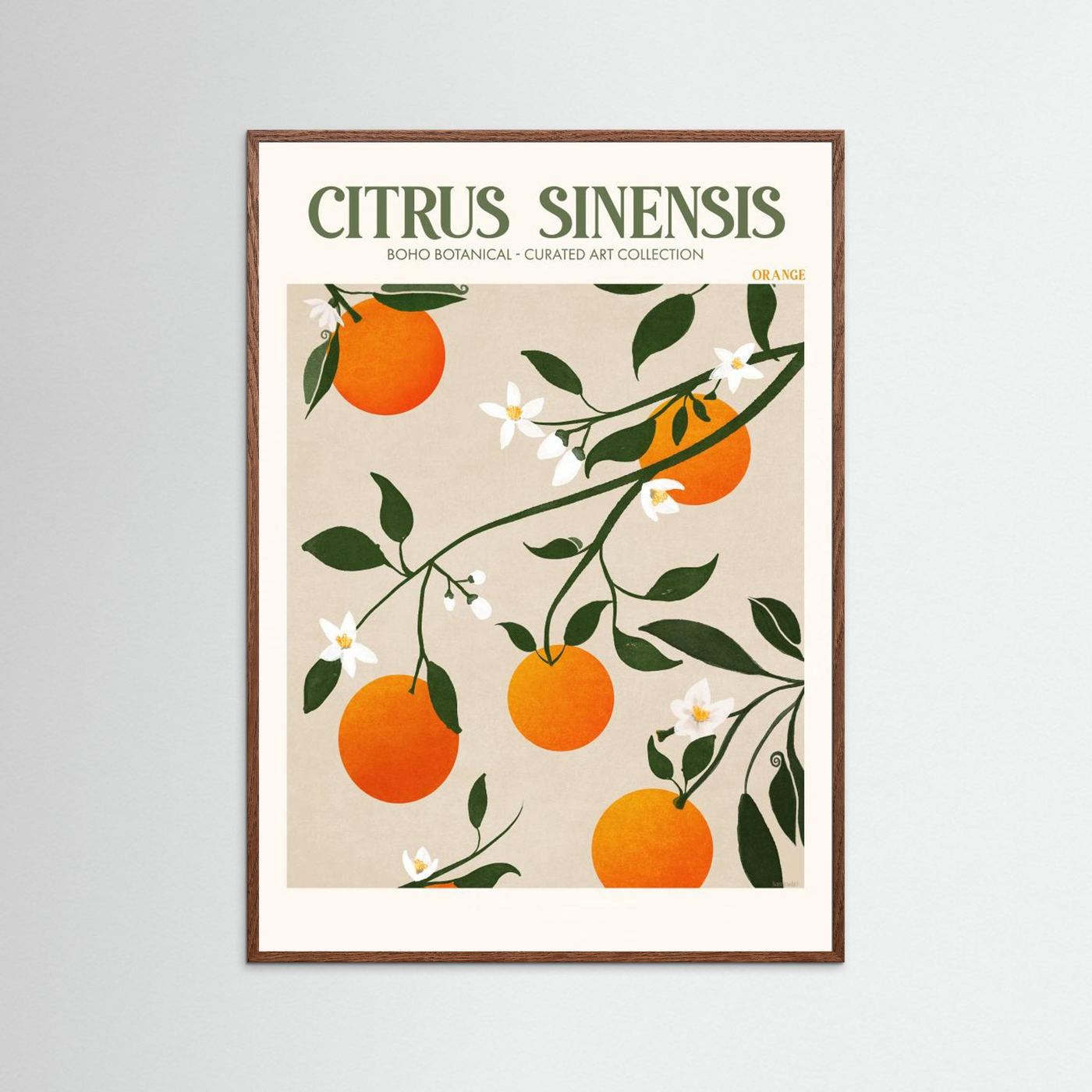 Citrus Sinensis - Orange by Emel Tunaboylu Fine Art Paper 