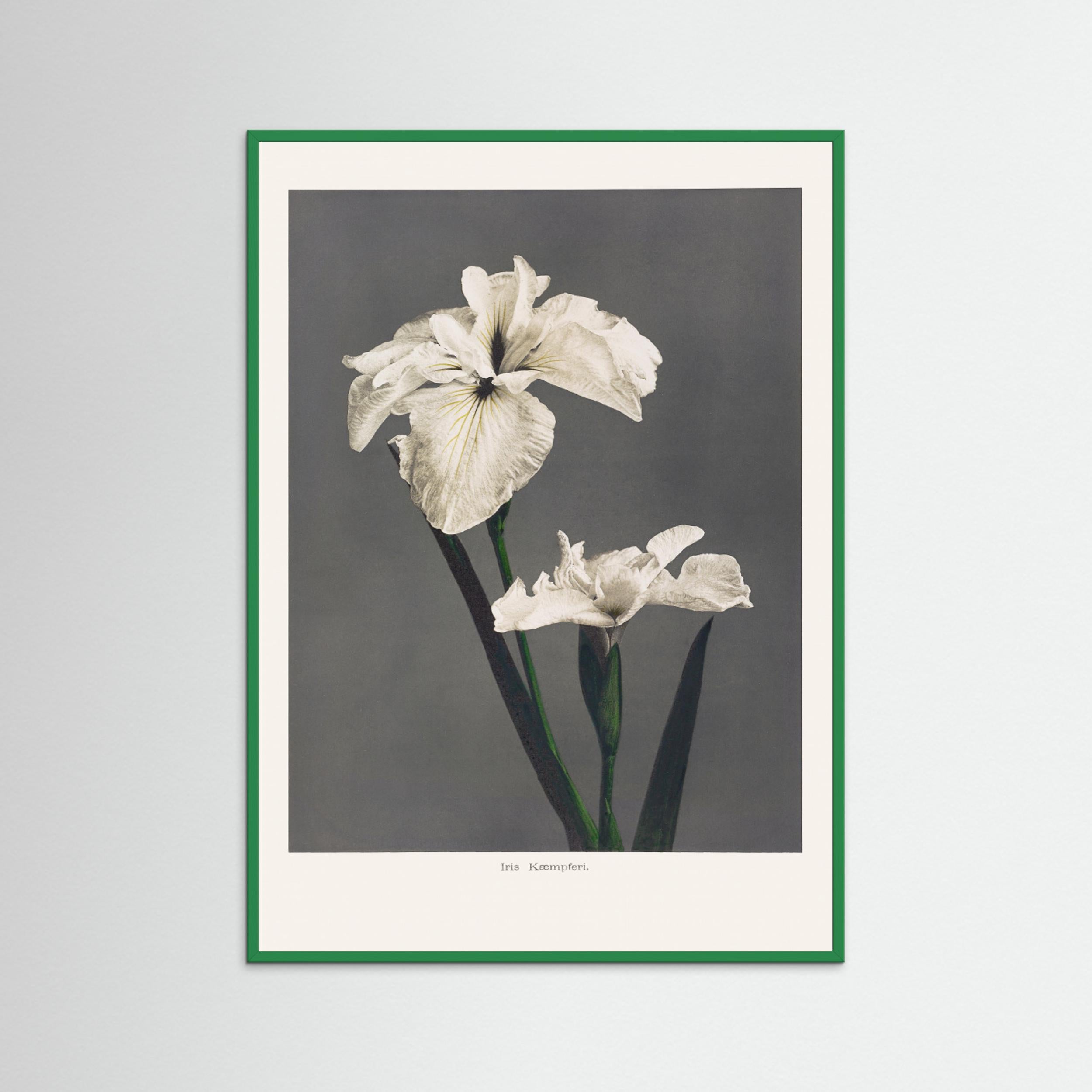 Iris Kæmpferi Fine Art Paper