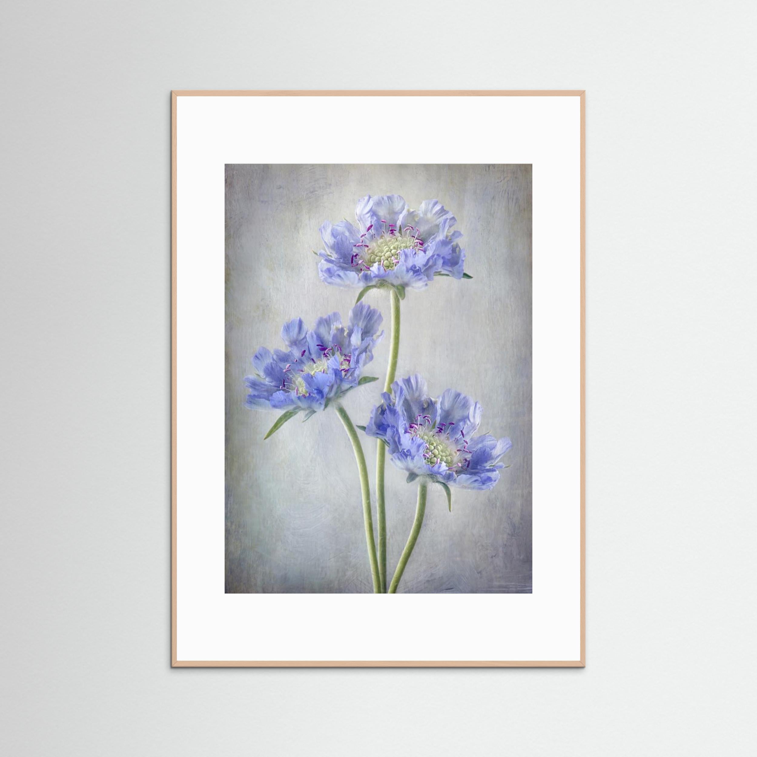 Scabiosa by Mandy Disher