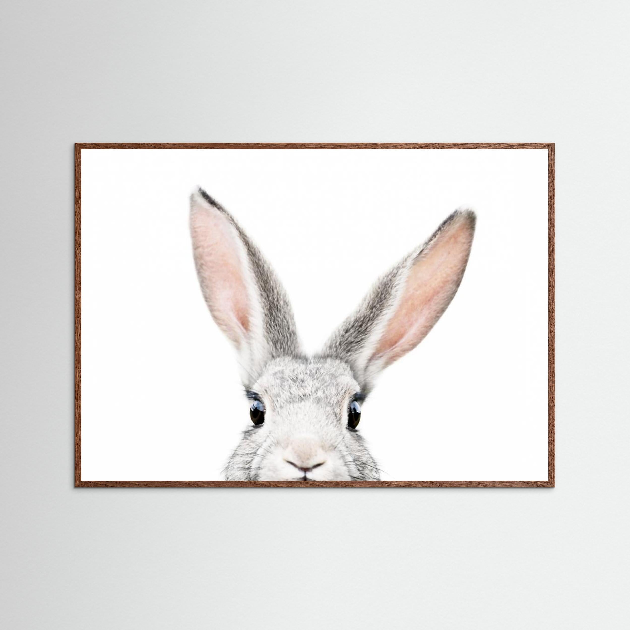 Peeking Bunny by Kathrin Pienaar Fine Art Paper 