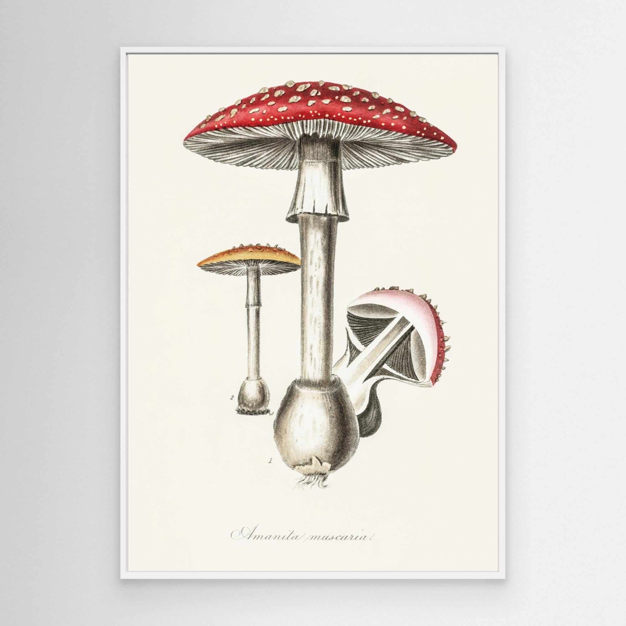 Amanita Muscaria Illustration. Medical Botany 1836 Canvas