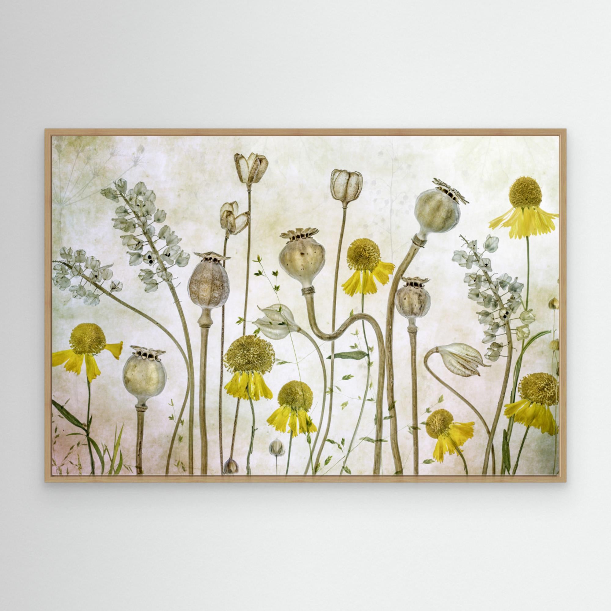 Poppies and Helenium by Mandy Disher