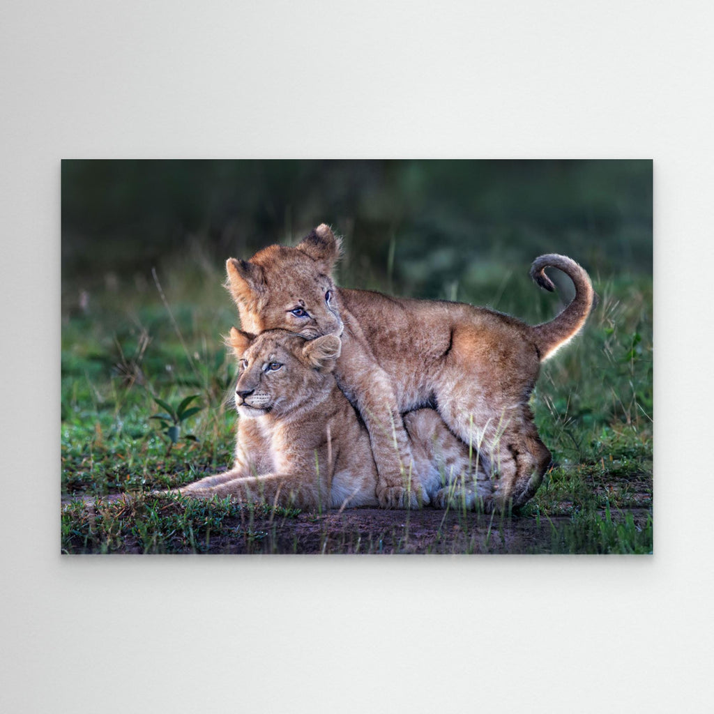 Playful lion cubs by Xavier Ortega Canvas