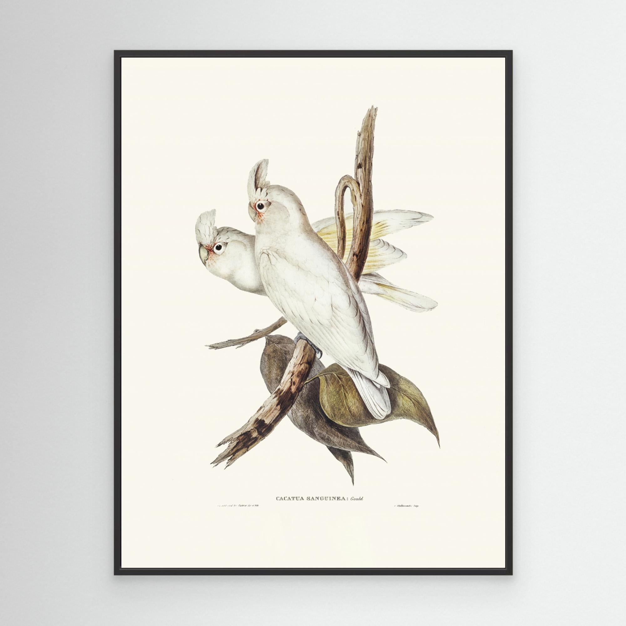 Blood Stained Cockatoo by Pictufy Canvas