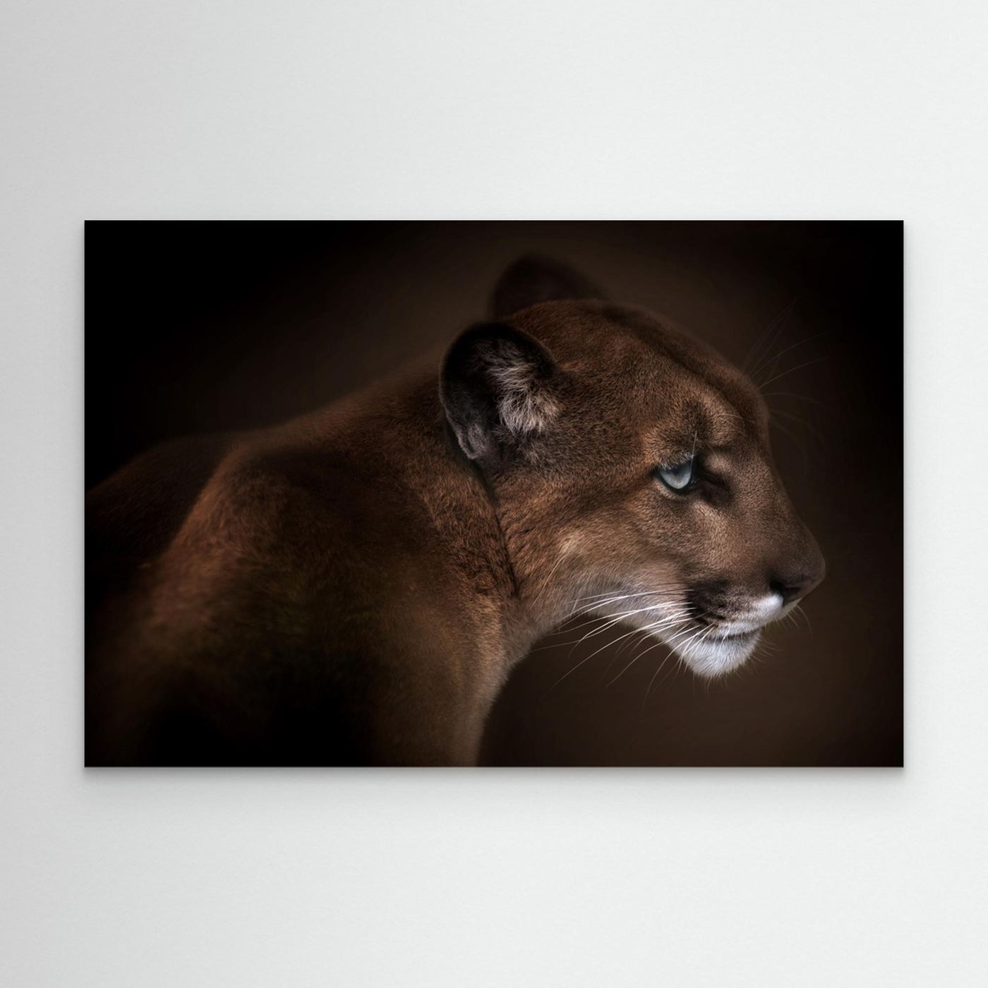 Puma by Doris Reindl Canvas