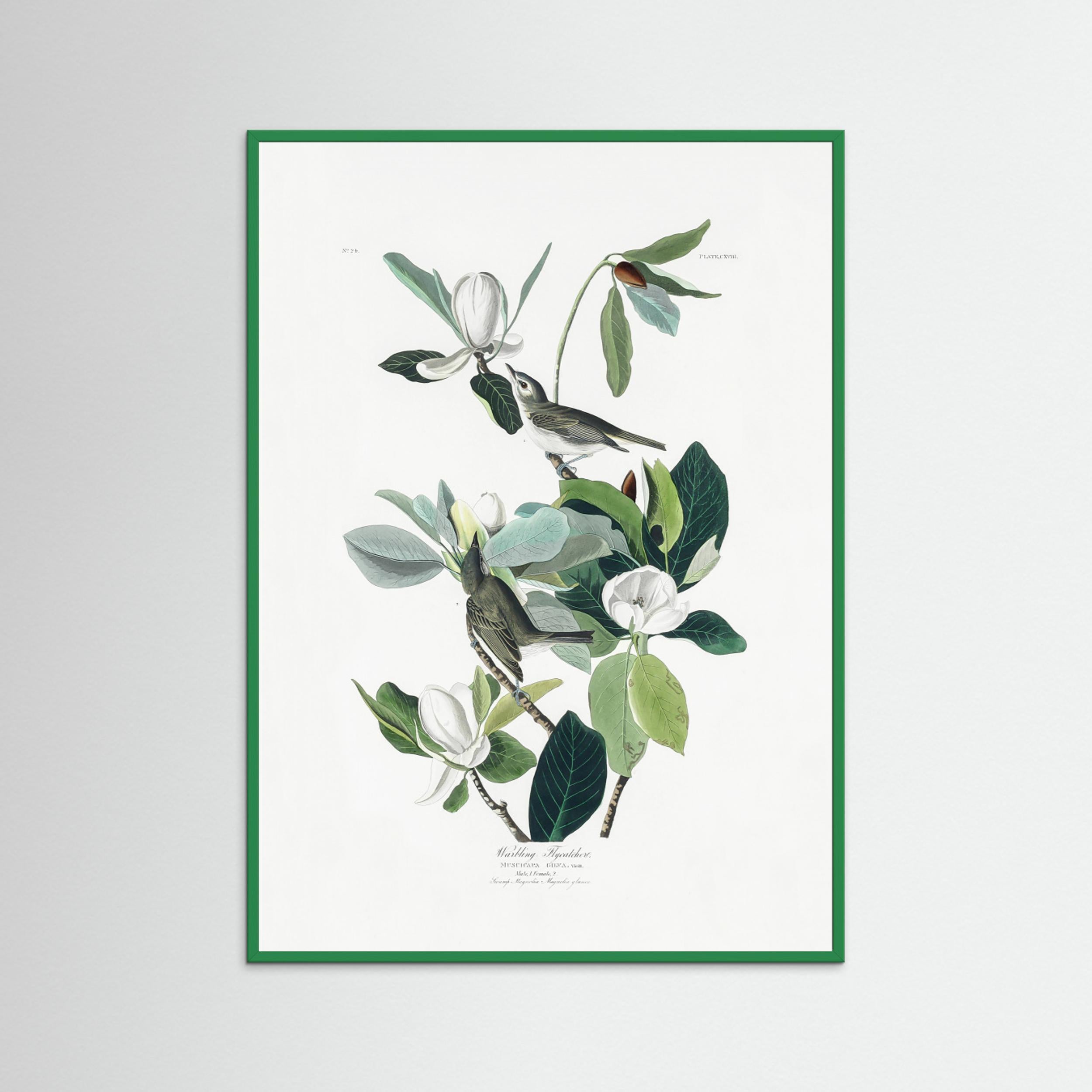 Warbling Flycatcher From Birds of America (1827) by Pictufy