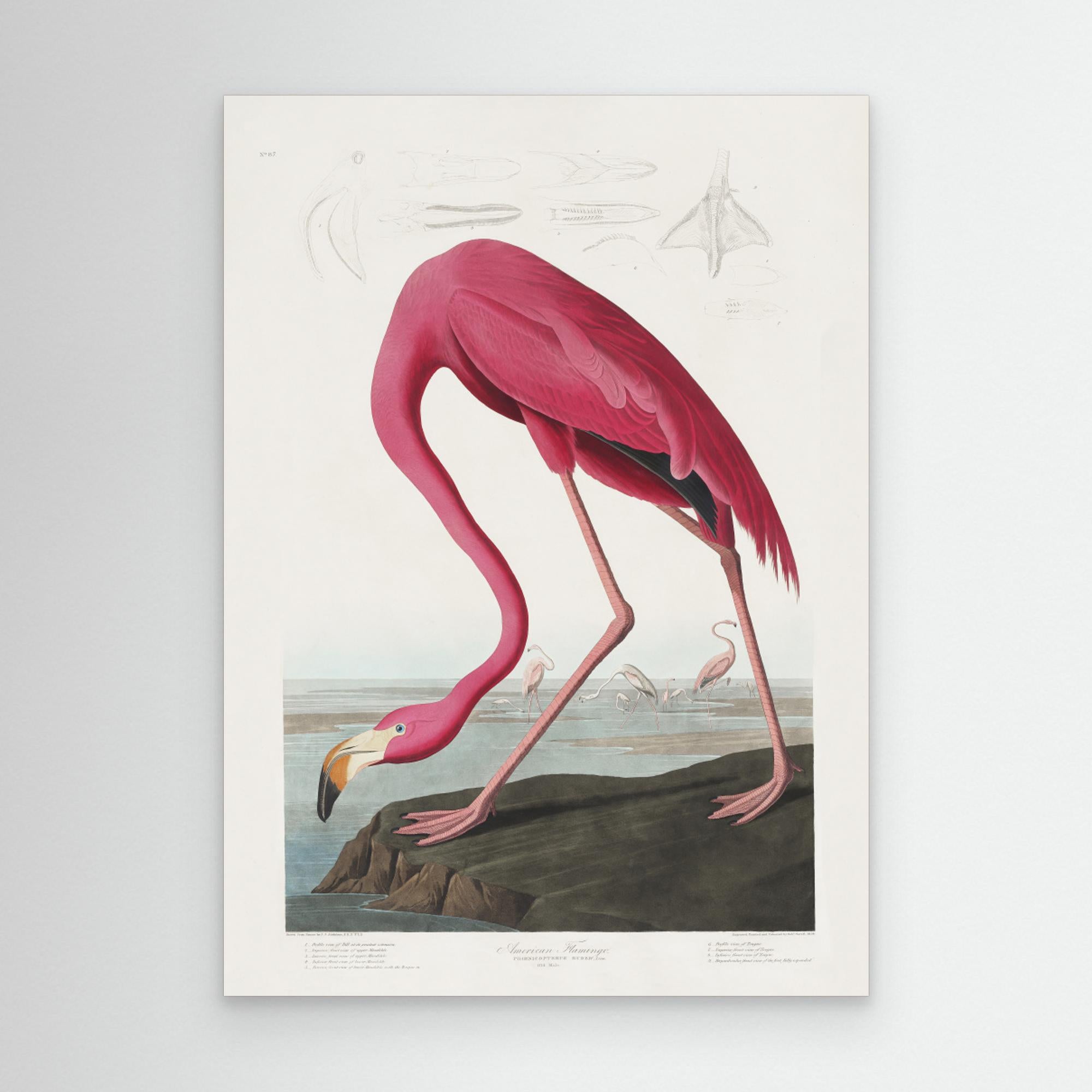 Pink Flamingo From Birds of America (1827) Canvas