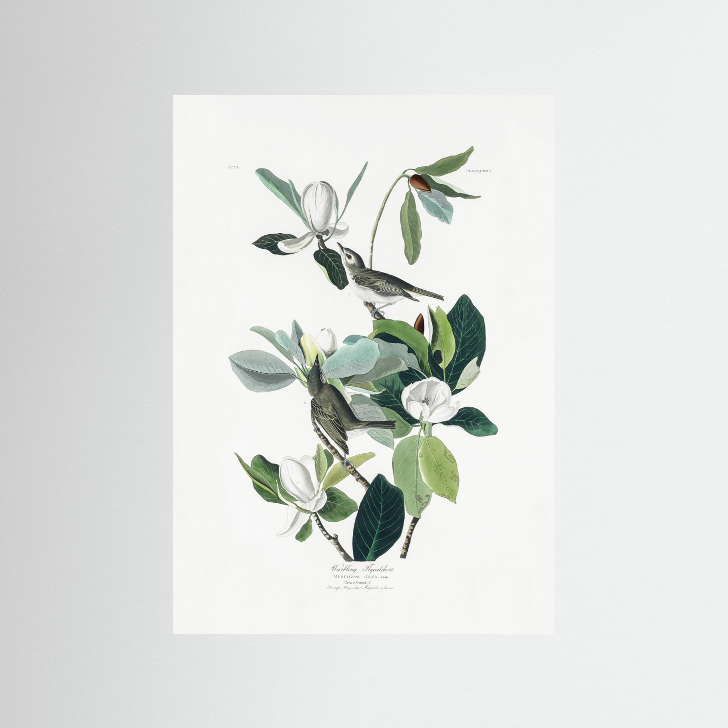 Warbling Flycatcher From Birds of America (1827) by Pictufy