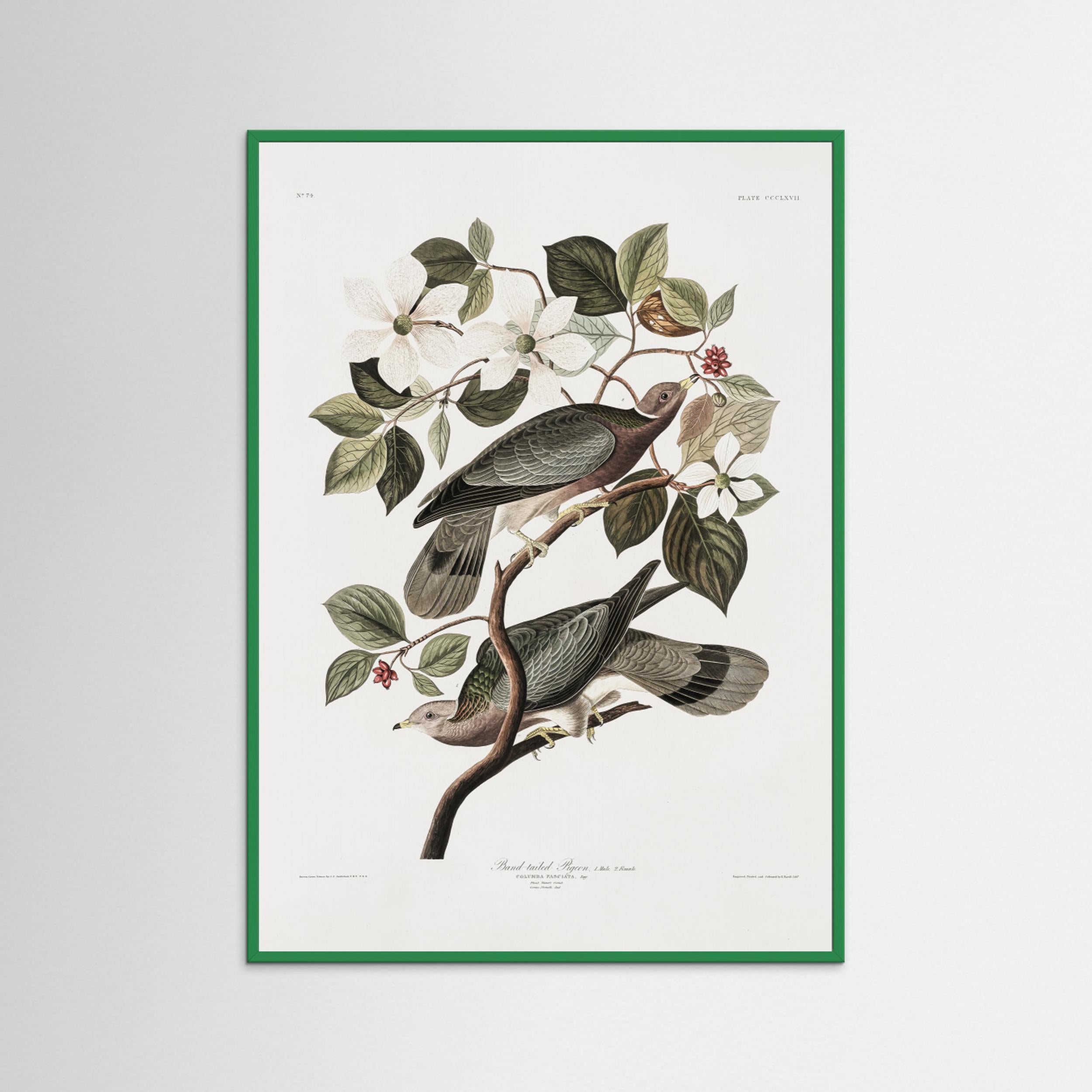 Brand Tailed Pigeon From Birds Of America (1827) by Pictufy