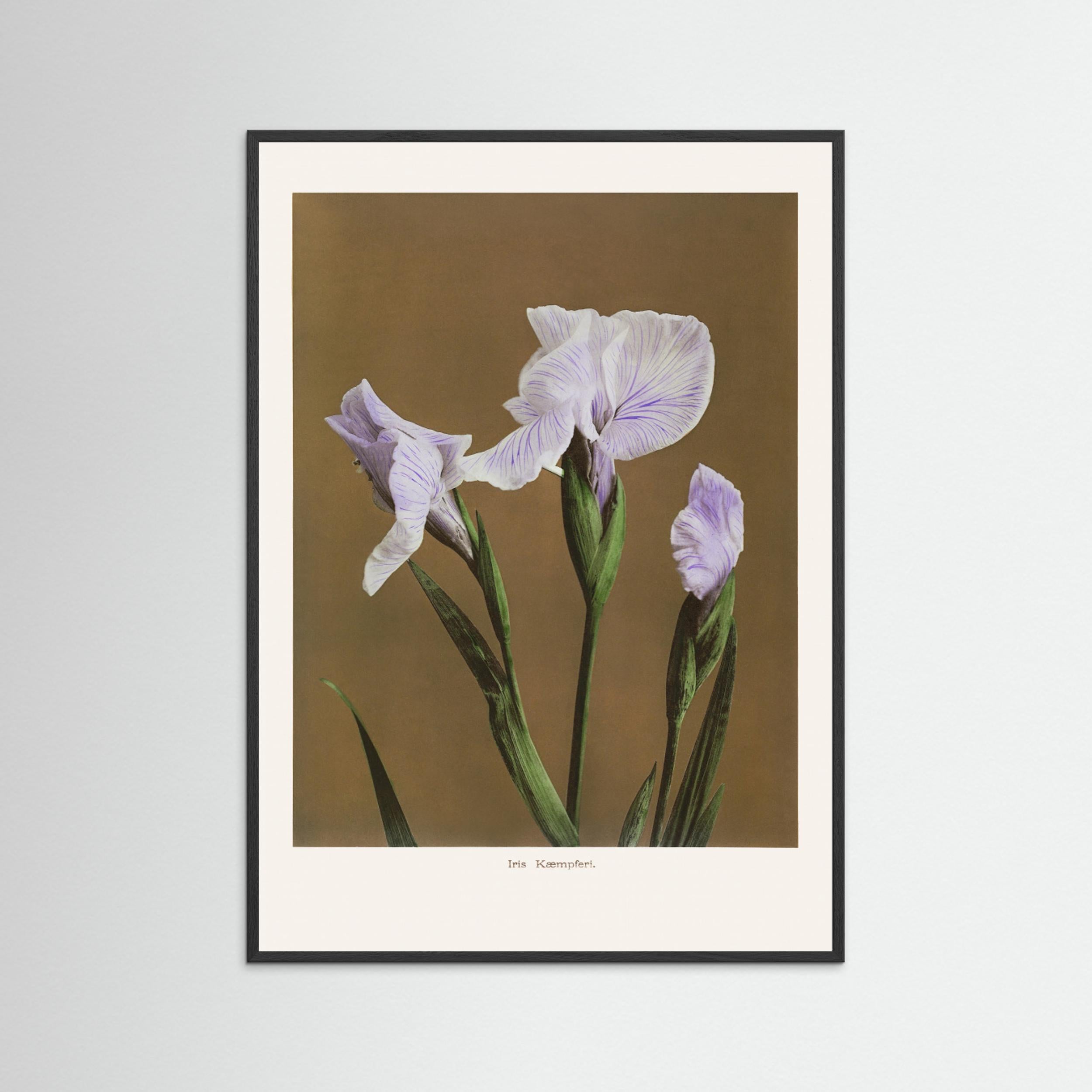 Iris Kæmpferi no2 Fine Art Paper 
