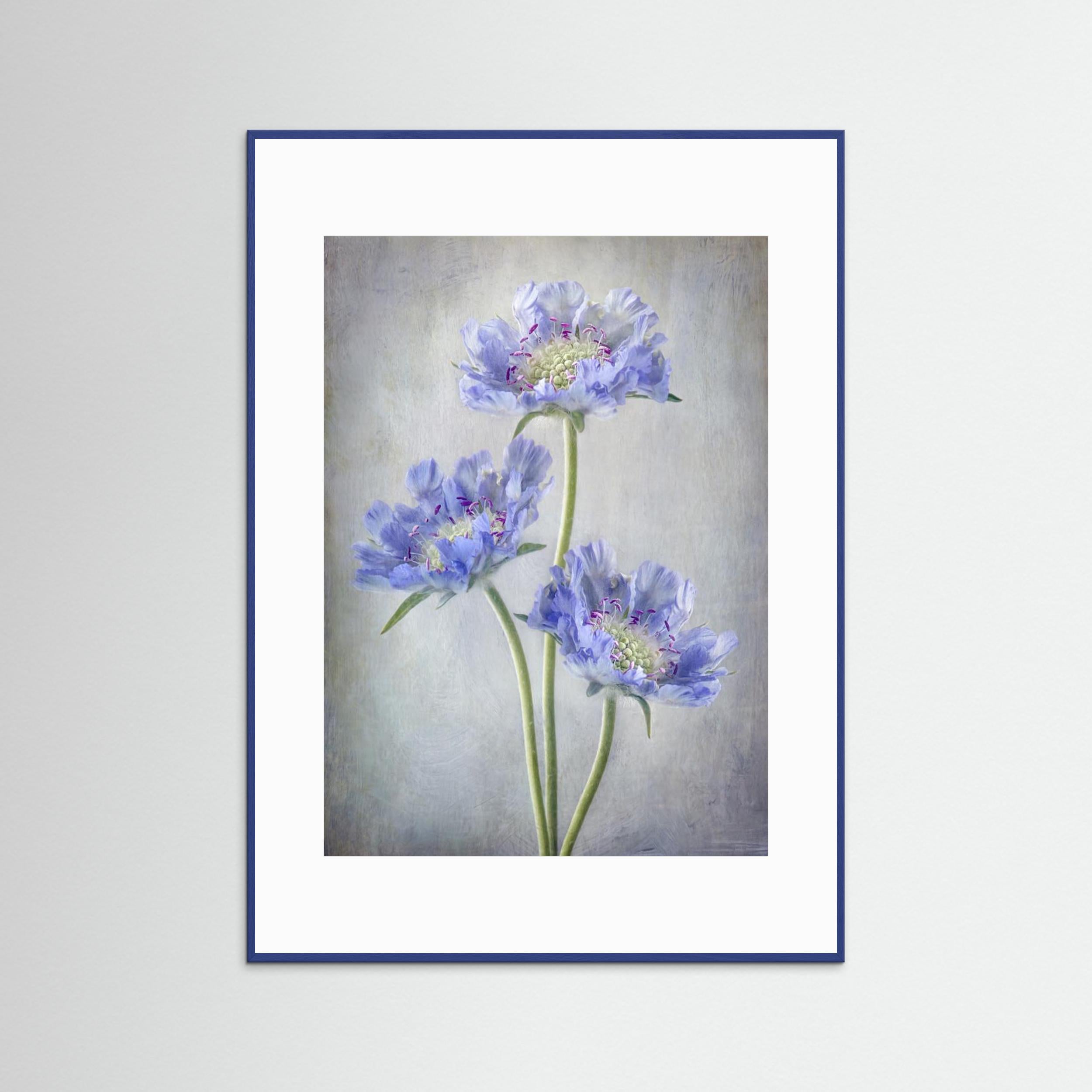 Scabiosa by Mandy Disher