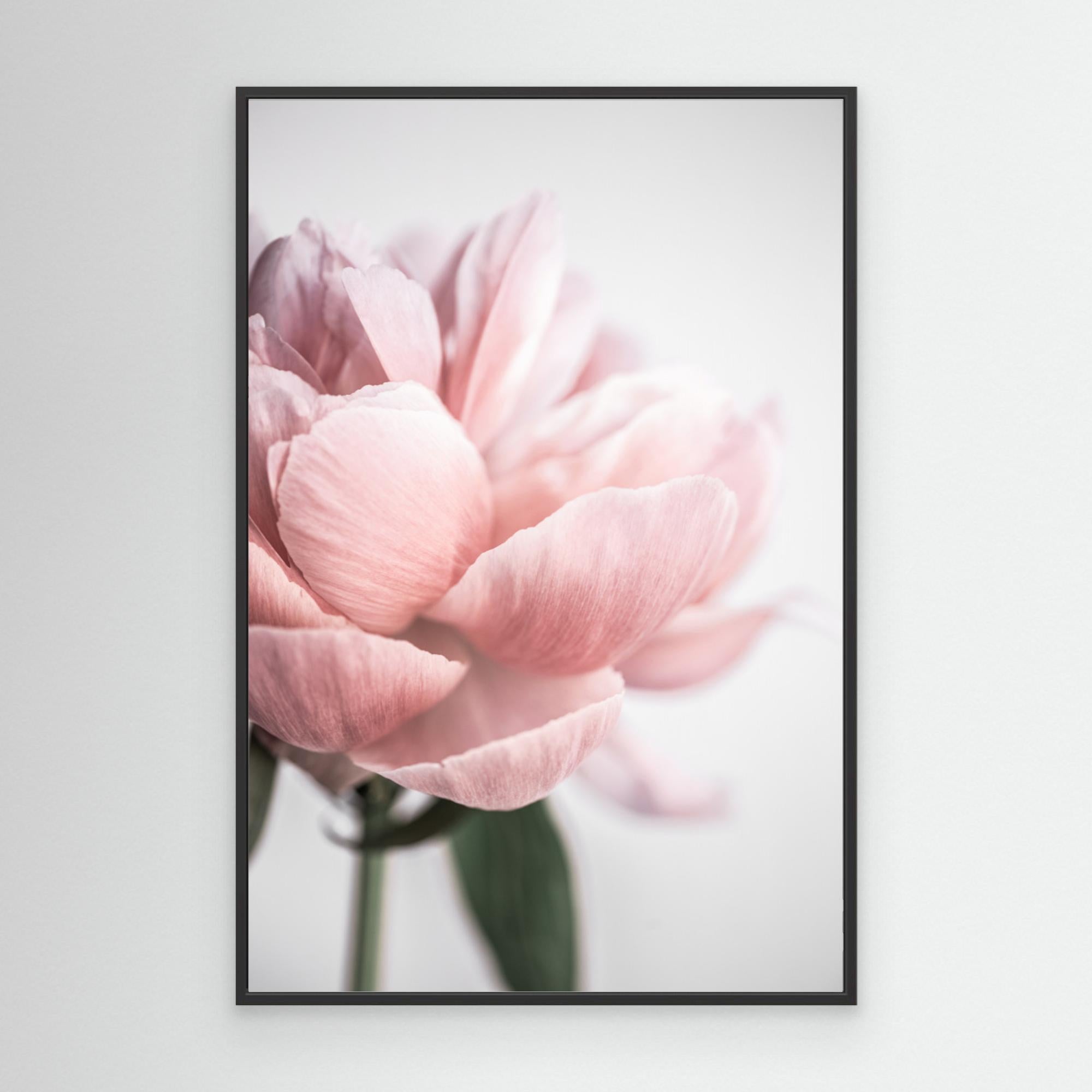 Peony 3 by Mareike Böhmer