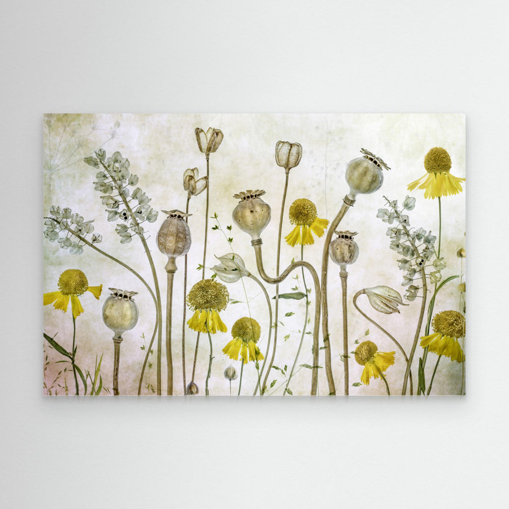 Poppies and Helenium by Mandy Disher