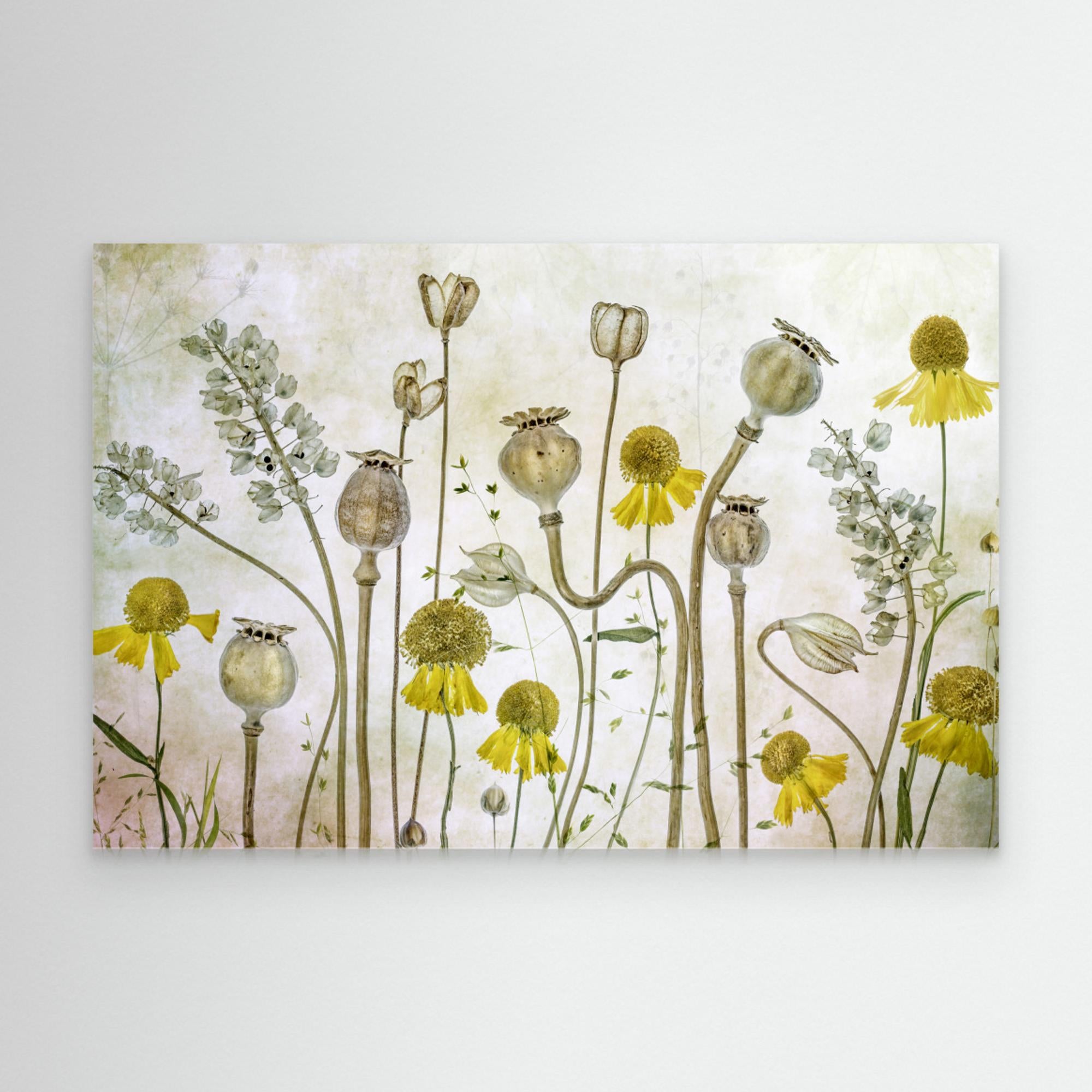 Poppies and Helenium by Mandy Disher