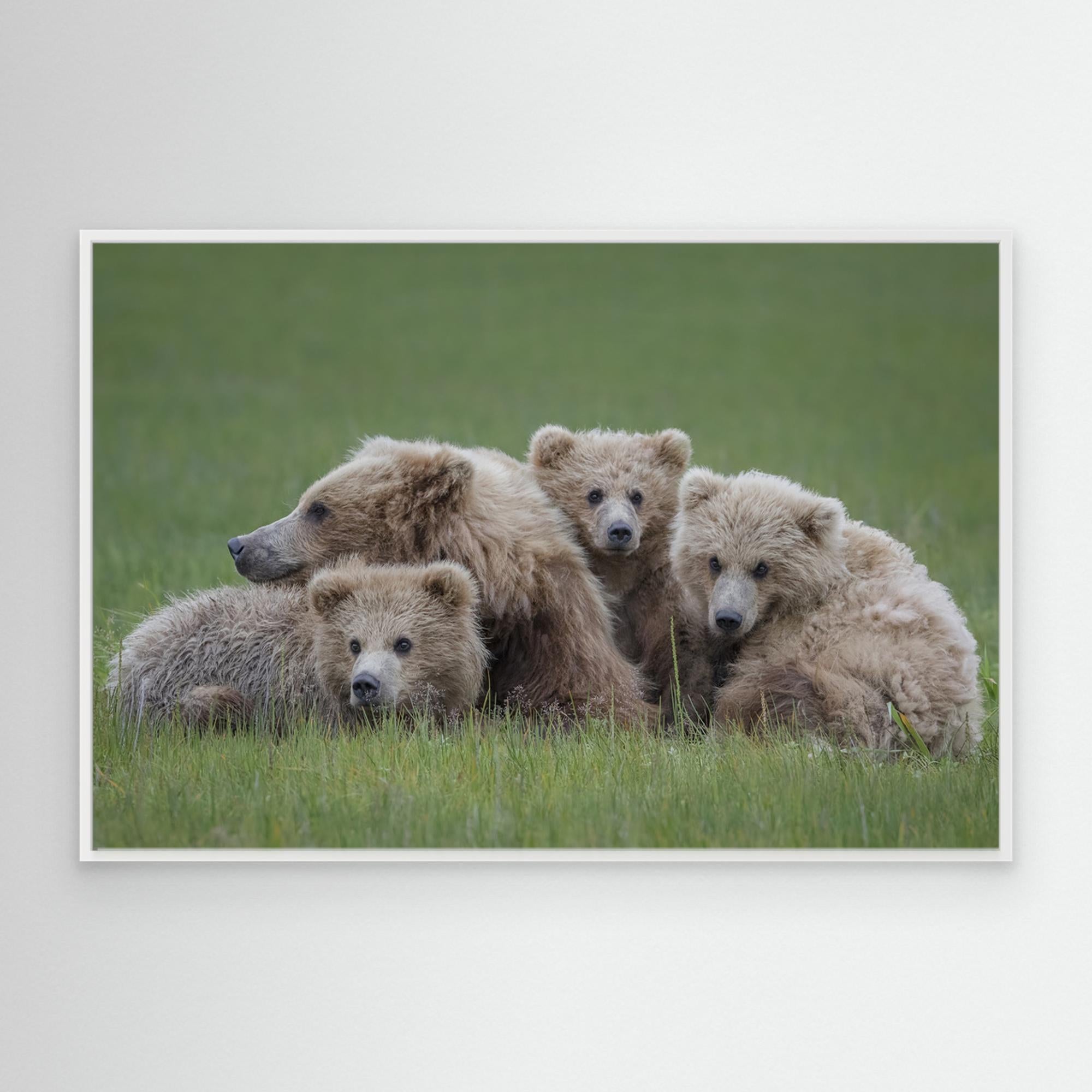 Bear Huddle by Renee Doyle Canvas