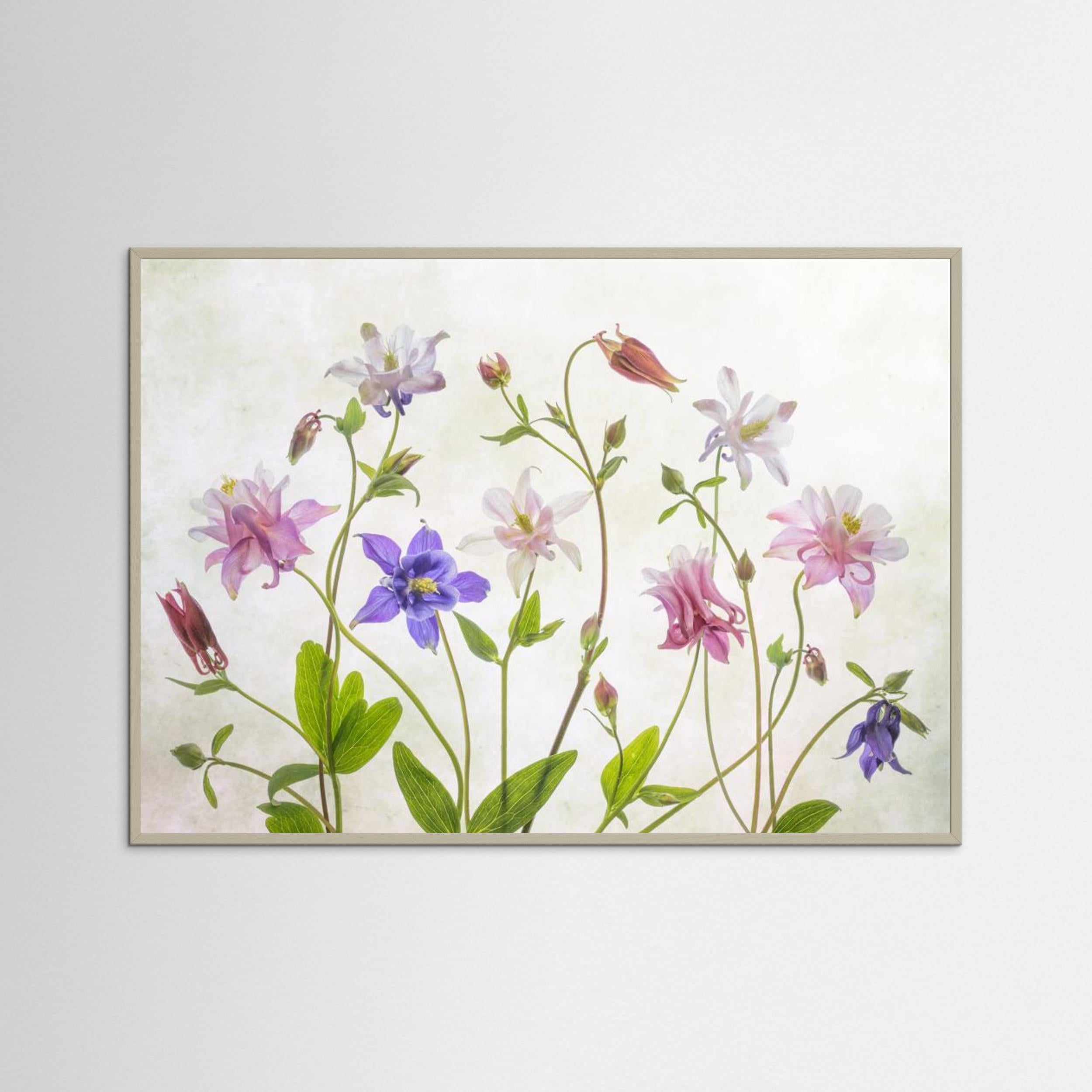 Columbine by Mandy Disher Fine Art Paper 