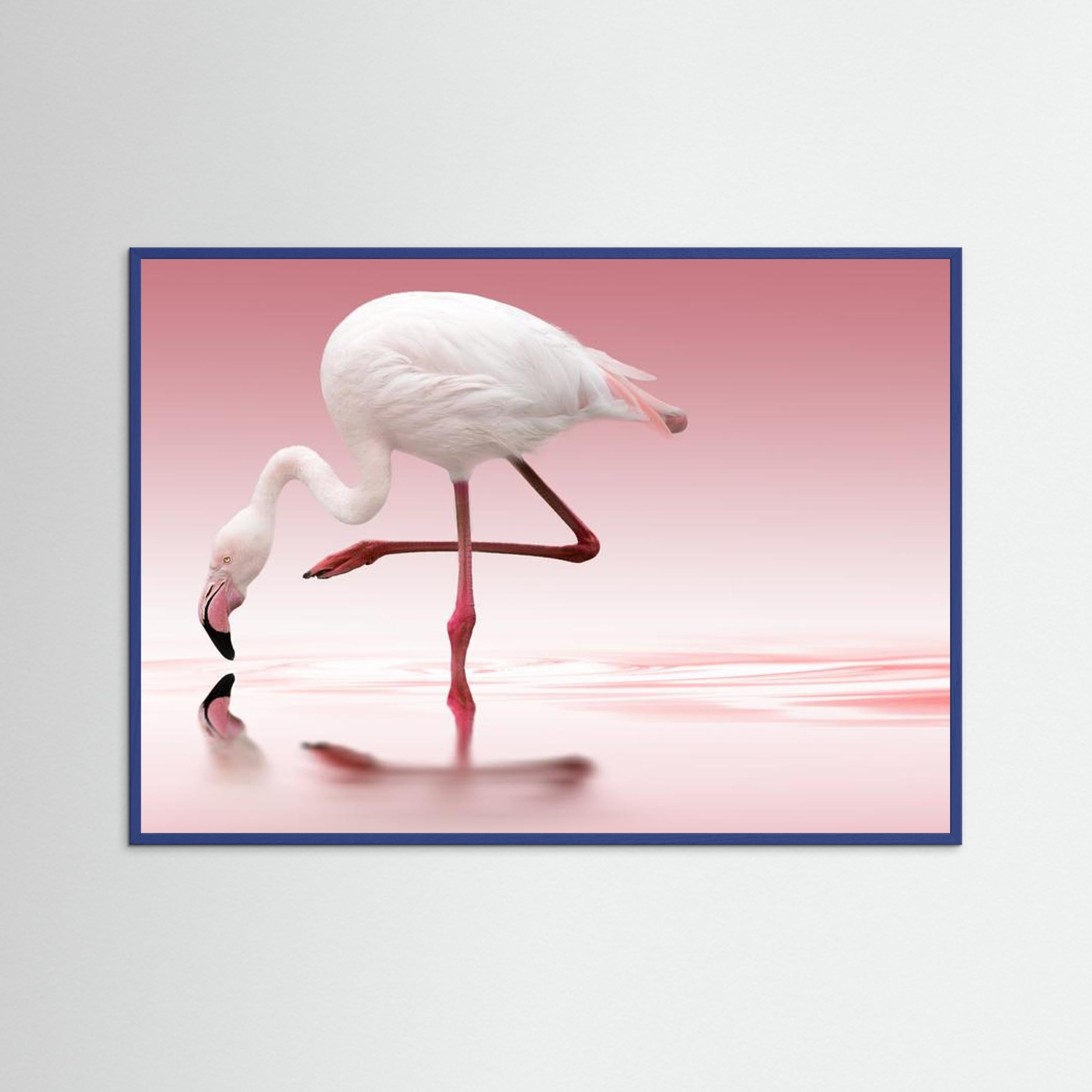 Flamingo by Doris Reindl Fine Art Paper 