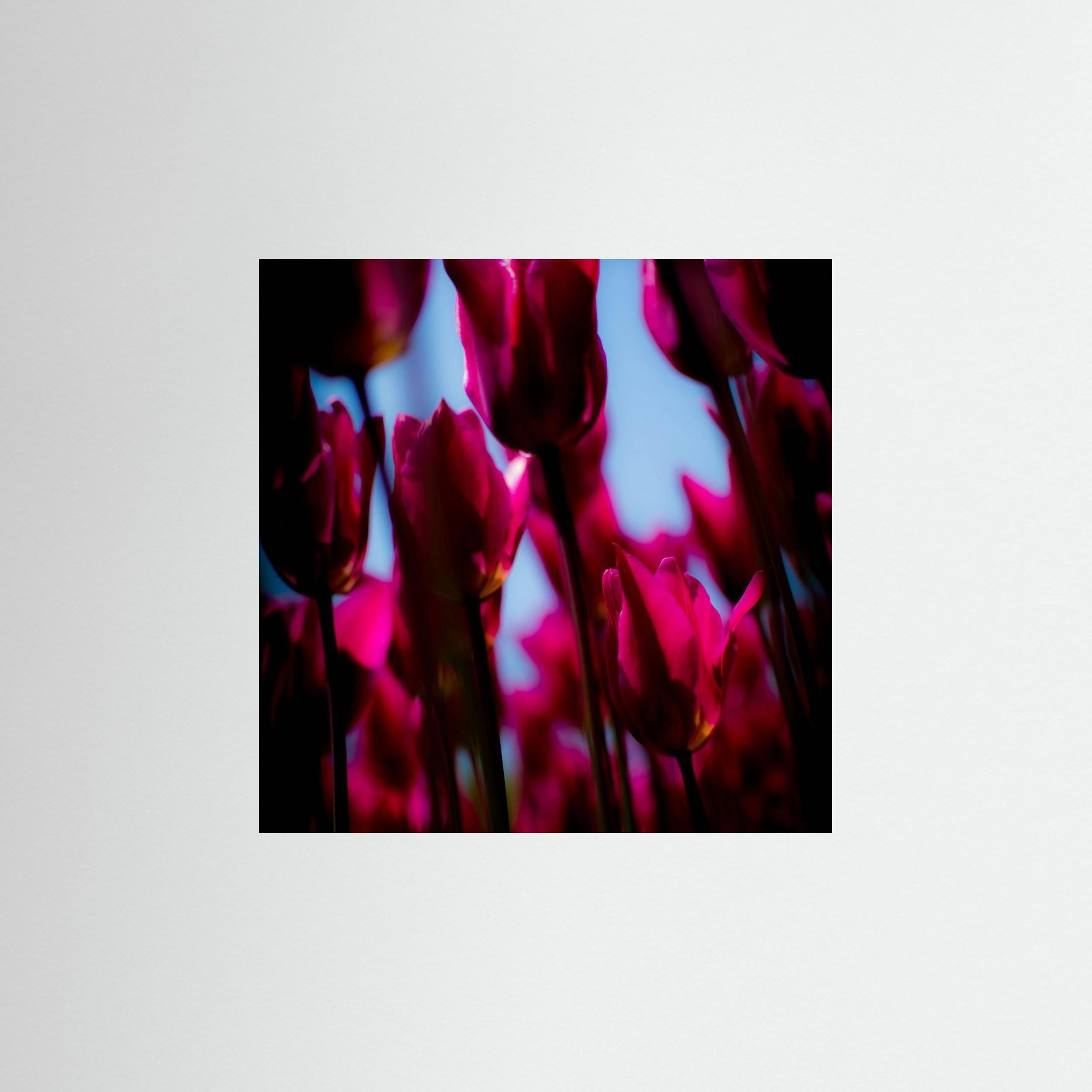 Purple Tulips by Pelin Atilla