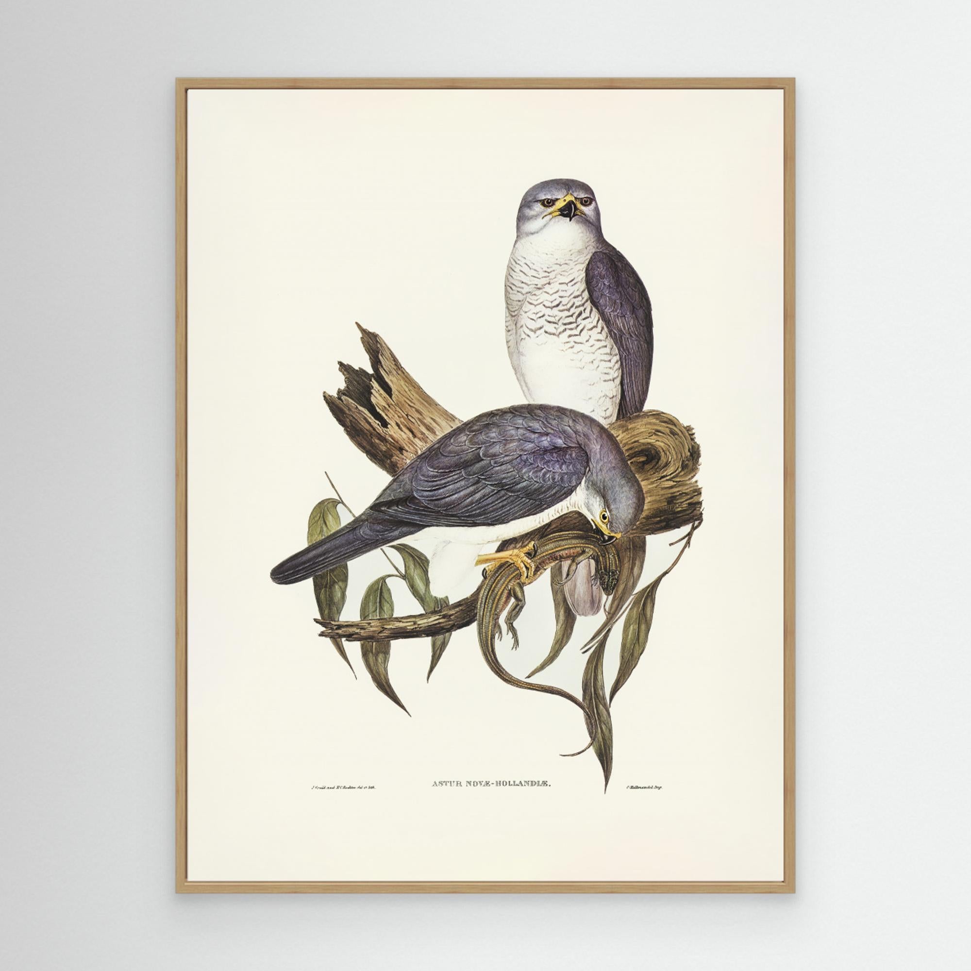 New Holland Goshawk Canvas