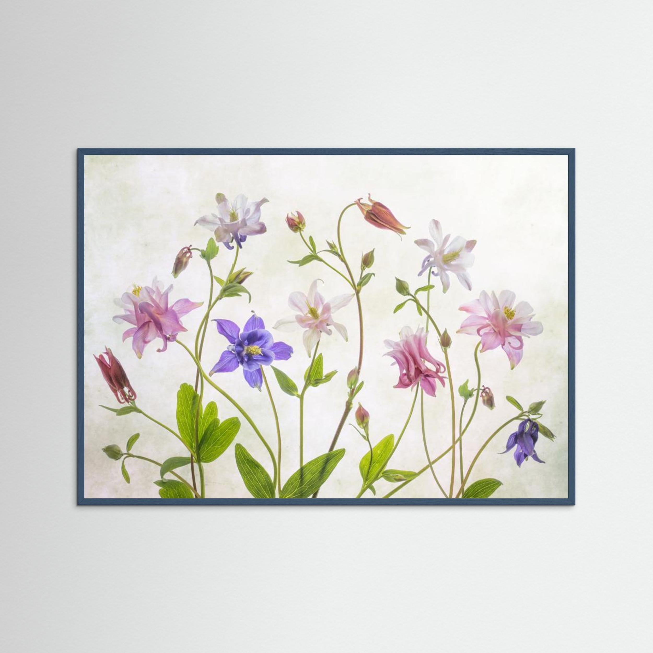 Columbine by Mandy Disher Fine Art Paper 