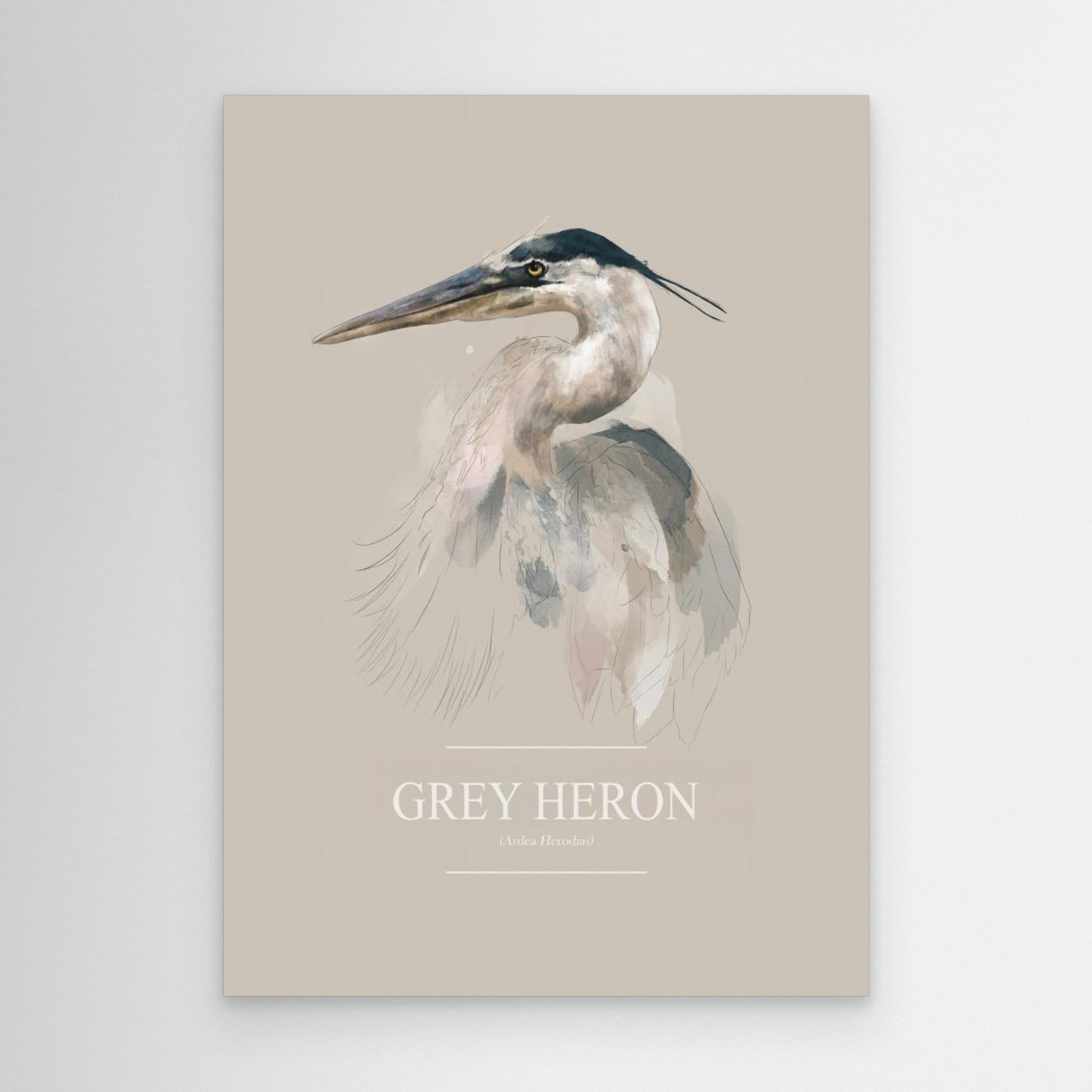 Grey Heron by Gabriella Roberg Canvas