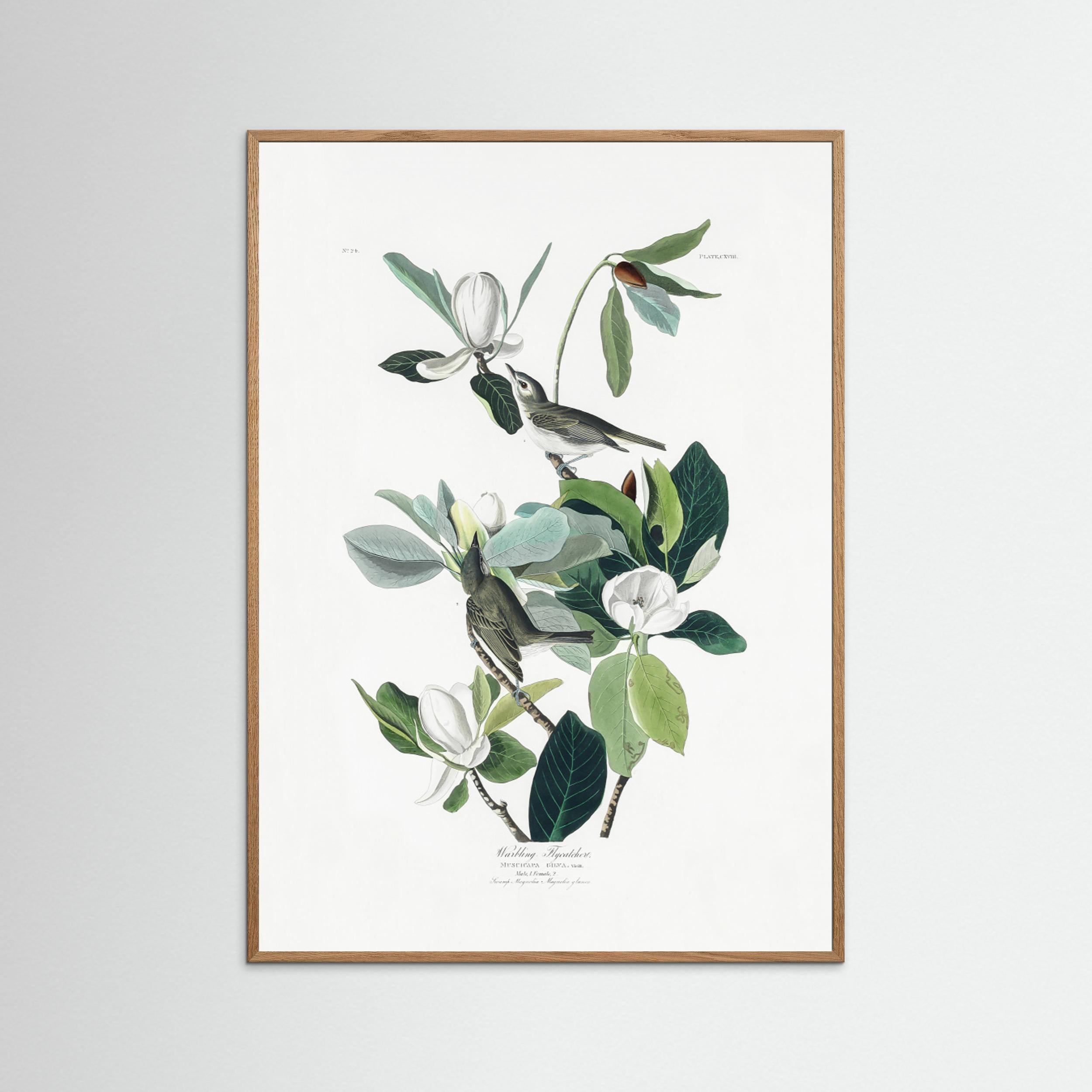 Warbling Flycatcher From Birds of America (1827) by Pictufy