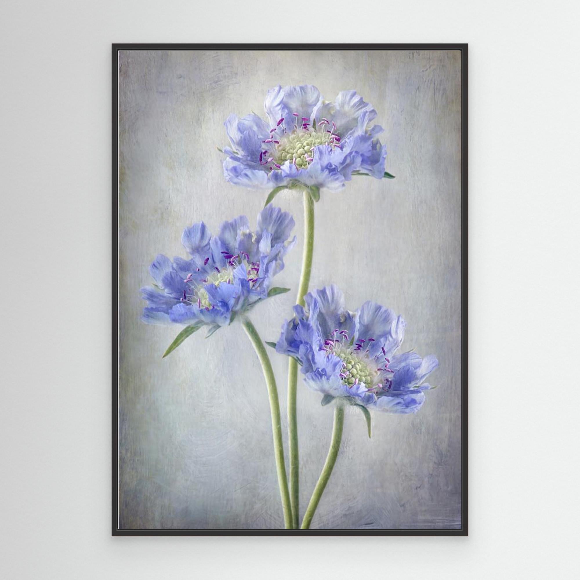 Scabiosa by Mandy Disher