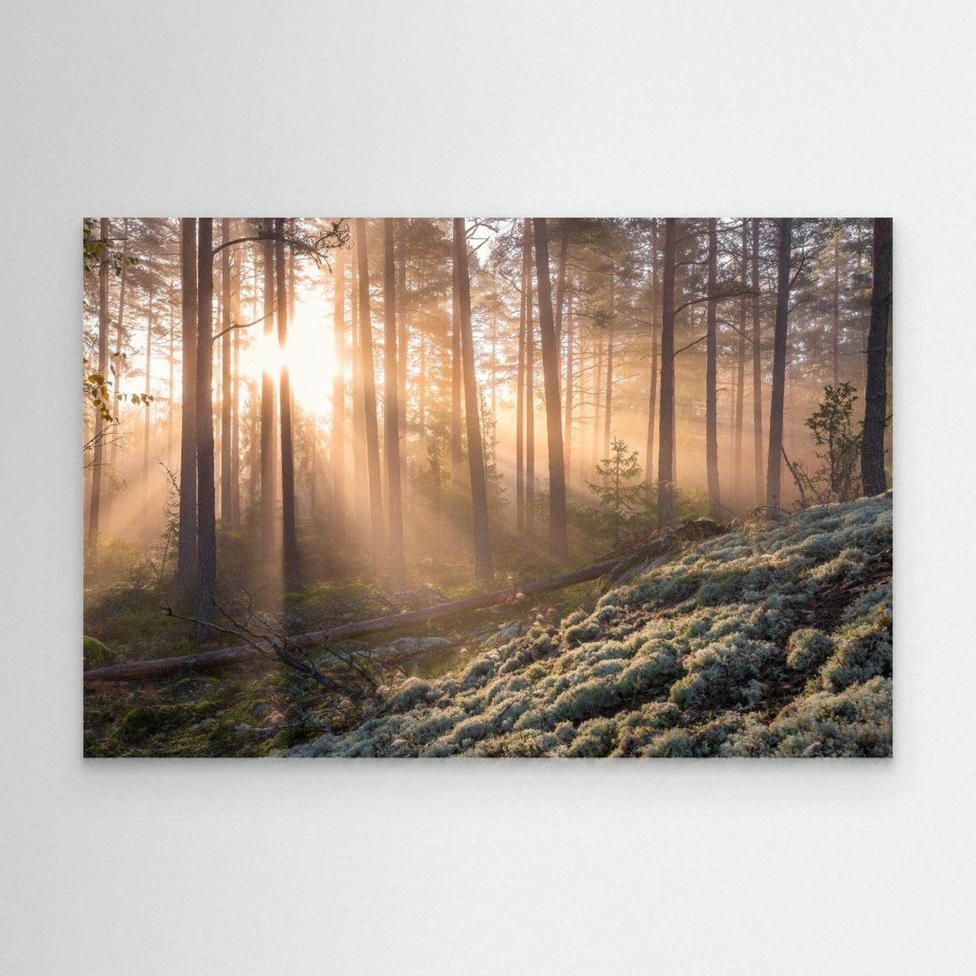 Fog in the forest with white moss in the forground by Christian Lindsten Canvas